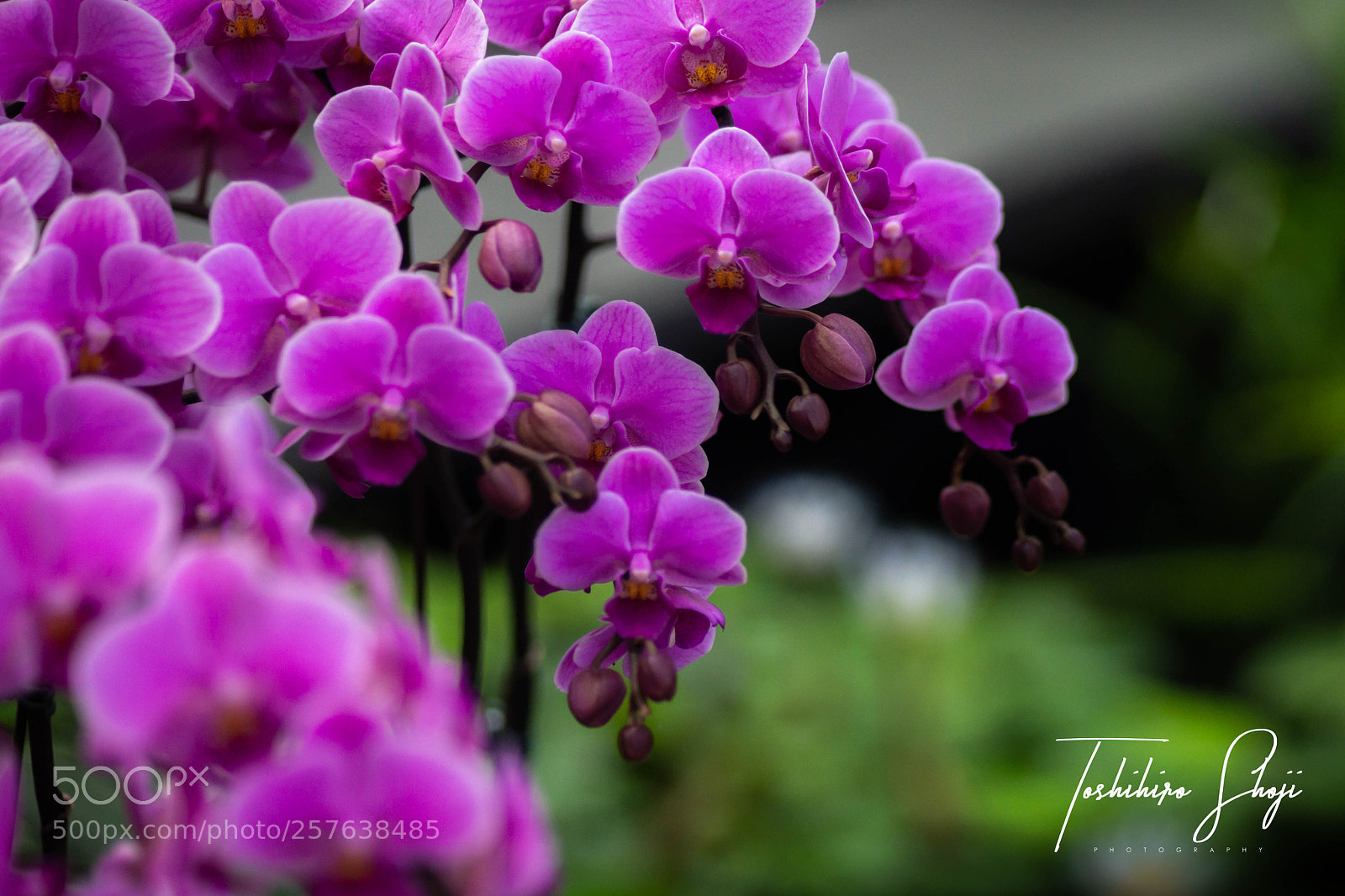 Sony SLT-A99V sample photo. Orchid (8) photography