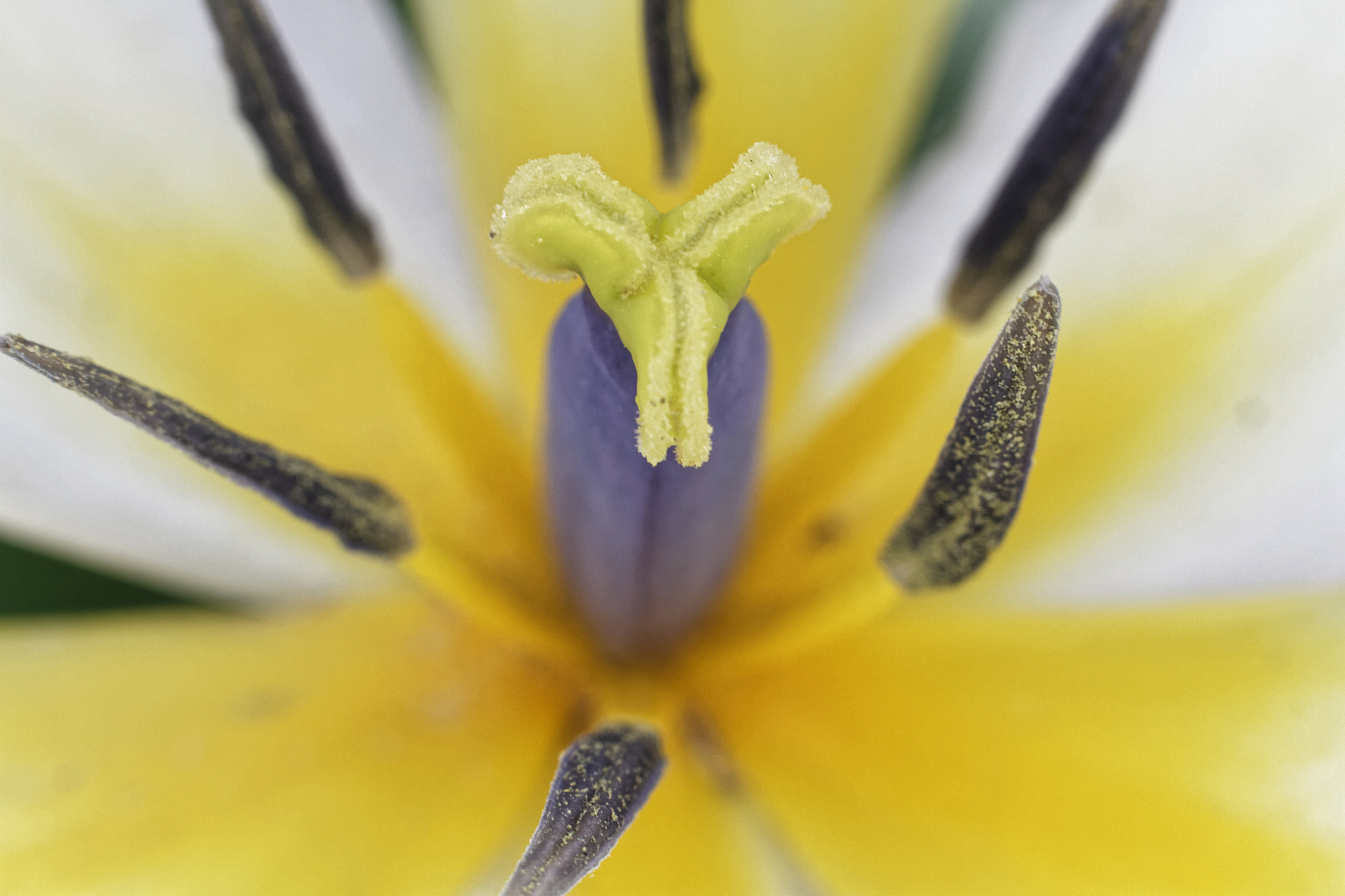 Canon EF 50mm f/1.8 sample photo. Coeur de tulipe photography