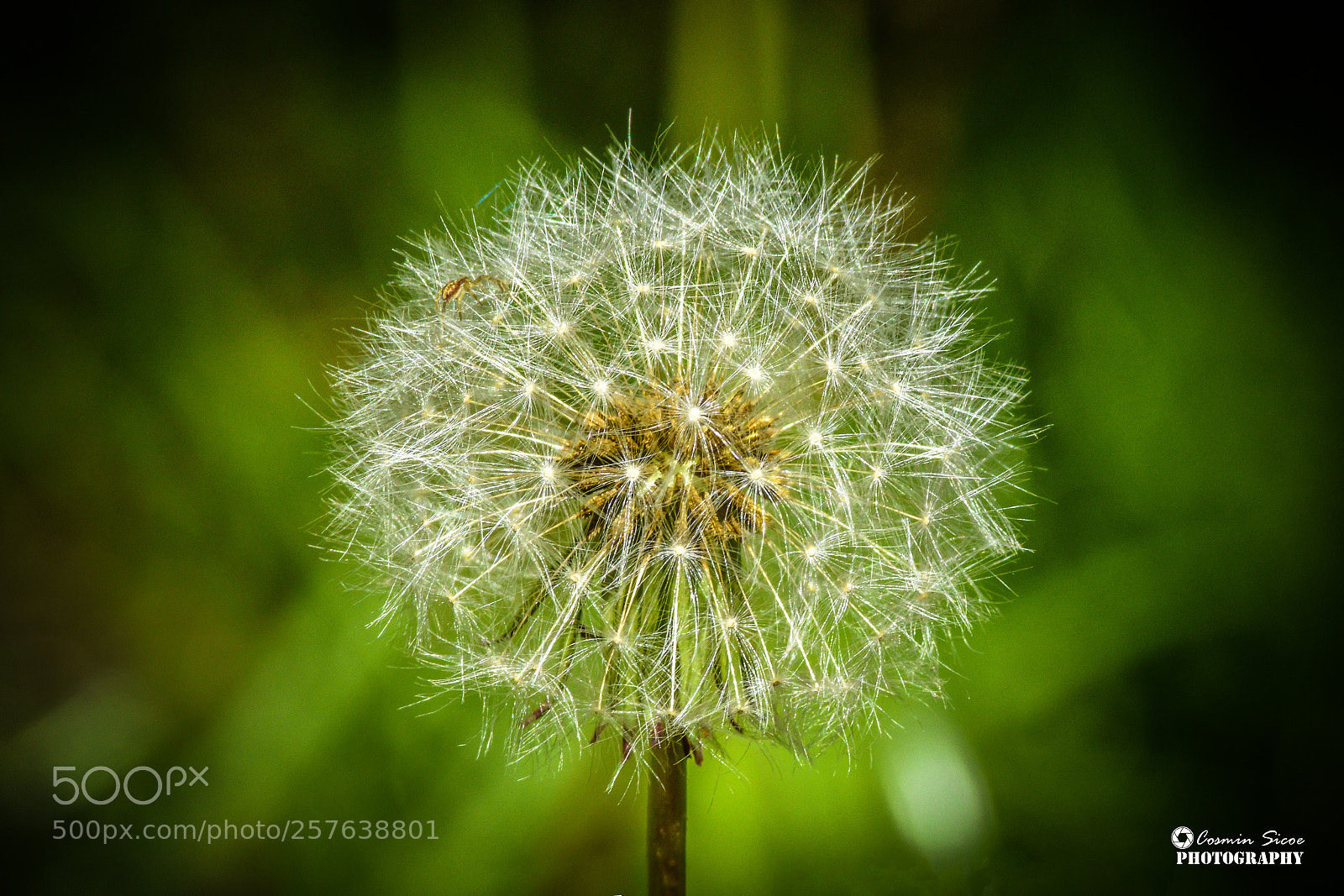 Nikon D5600 sample photo. Taraxacum officinale, the common photography