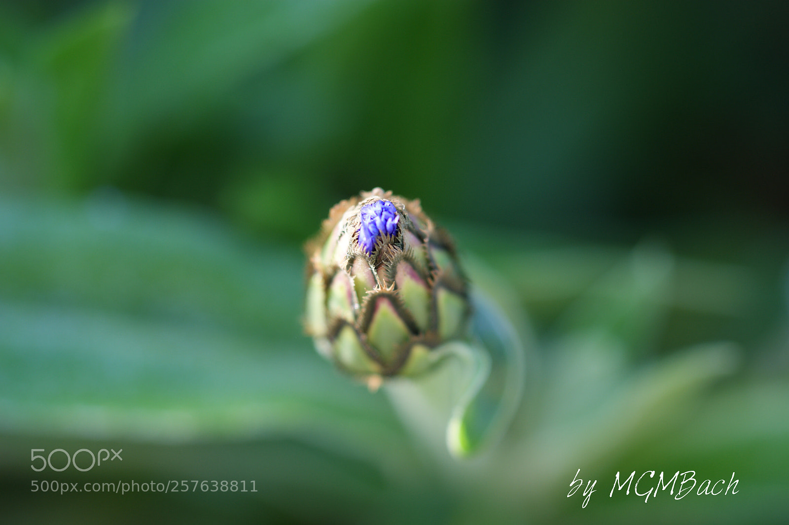 Sony Alpha DSLR-A350 sample photo. Cornflower photography