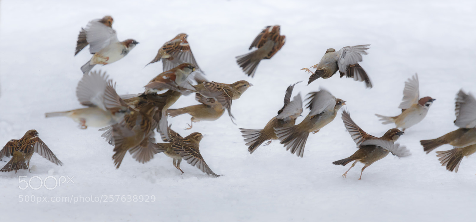 Canon EOS 6D sample photo. Sparrows startup photography