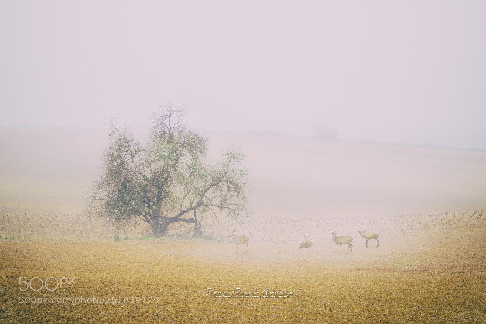 Olympus OM-D E-M10 III sample photo. Campos de do ana photography