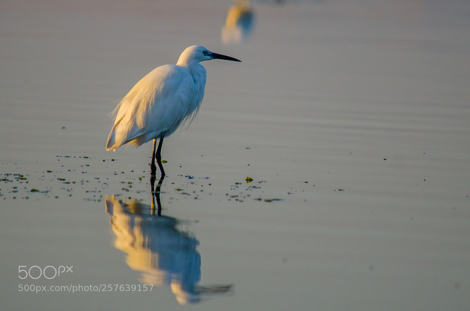 Nikon D7000 sample photo. Tranquility reflection photography