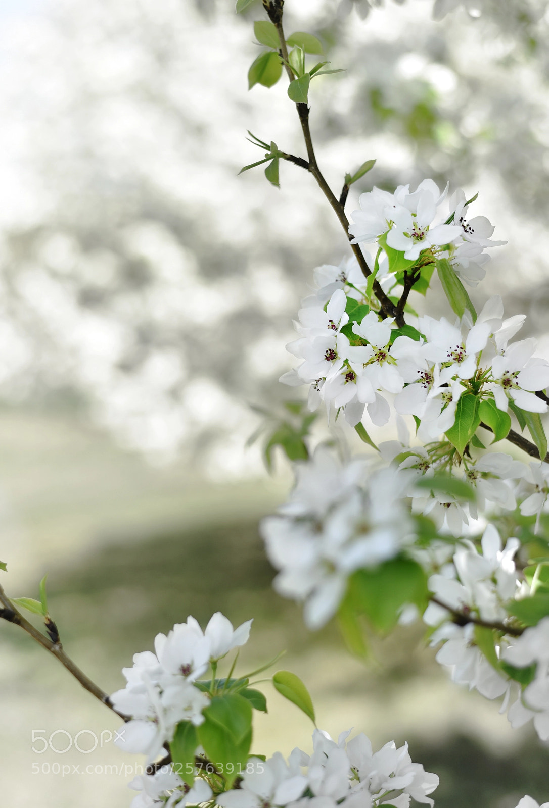 Nikon D750 sample photo. In bloom photography