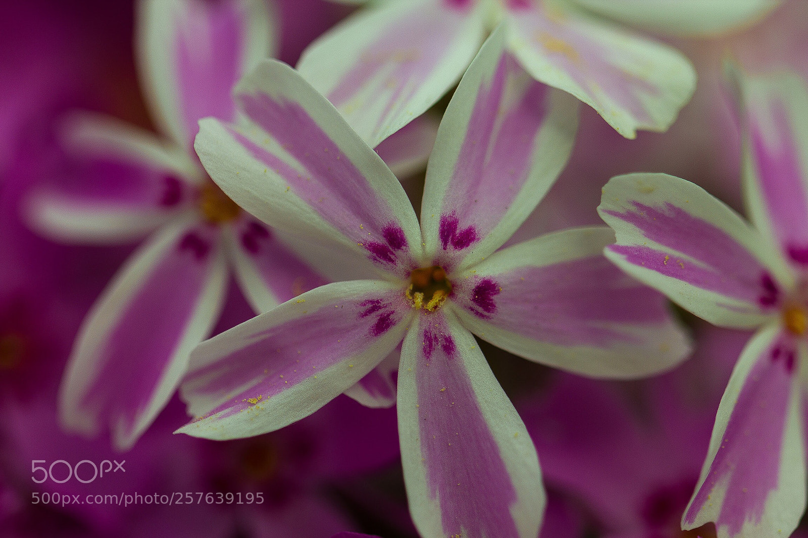 Canon EOS 550D (EOS Rebel T2i / EOS Kiss X4) sample photo. Pink and white flower photography