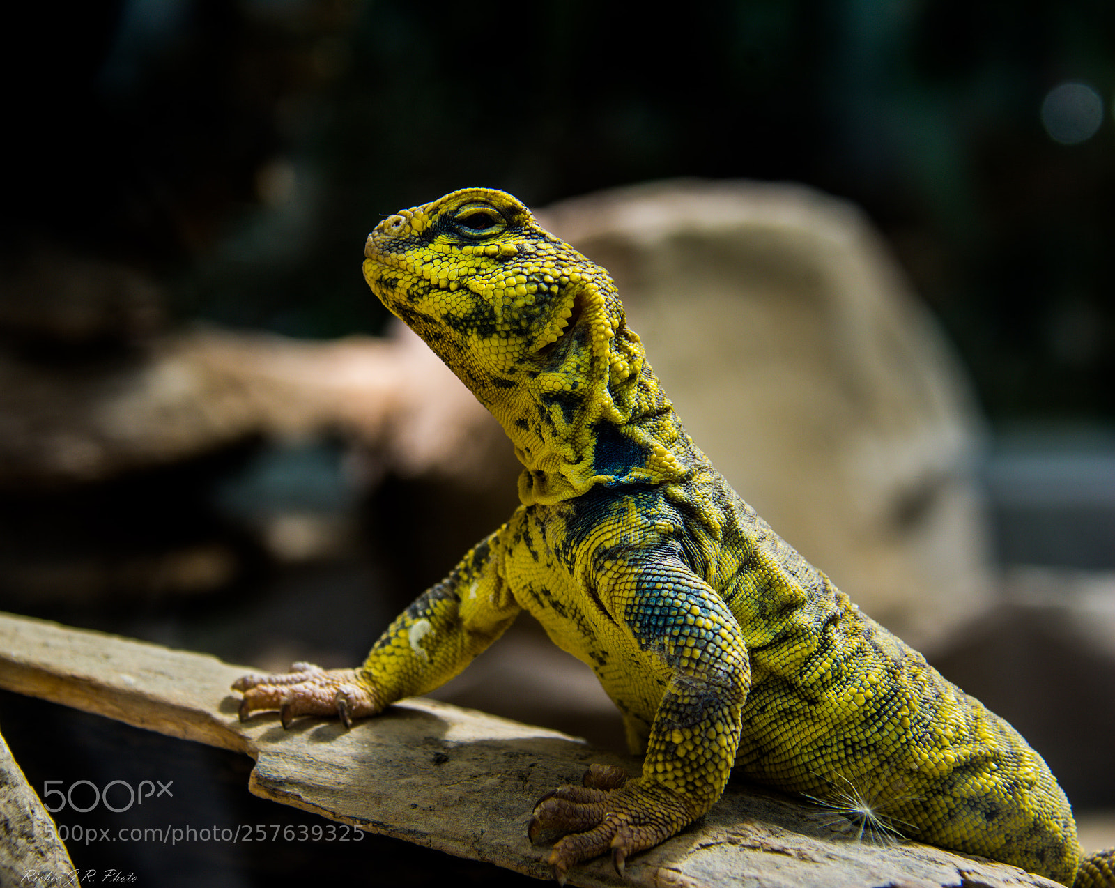 Nikon D7100 sample photo. Gecko photography