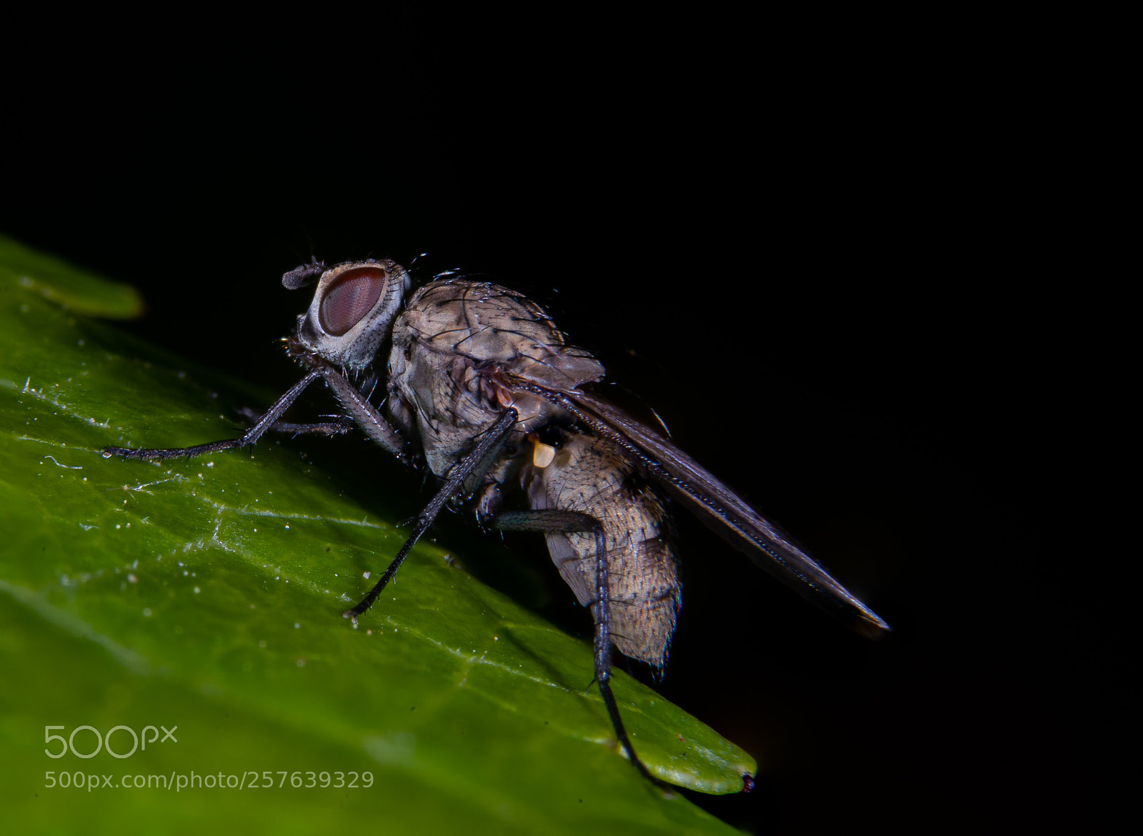 Sony a7 III sample photo. House fly in profile photography