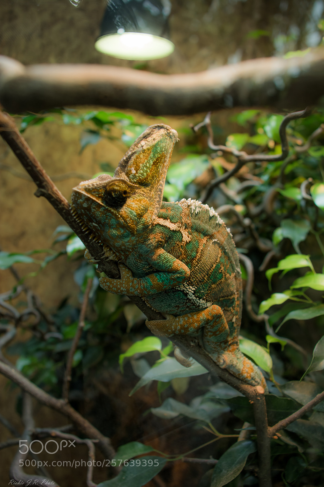 Nikon D7100 sample photo. Kameleon photography