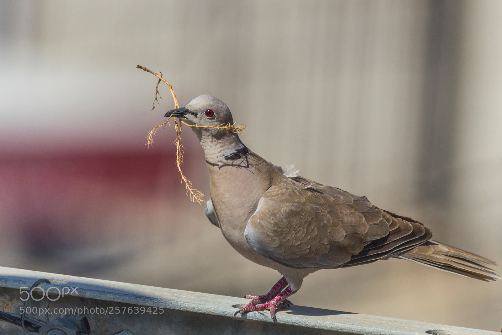 Canon EOS-1D Mark IV sample photo. The builder photography