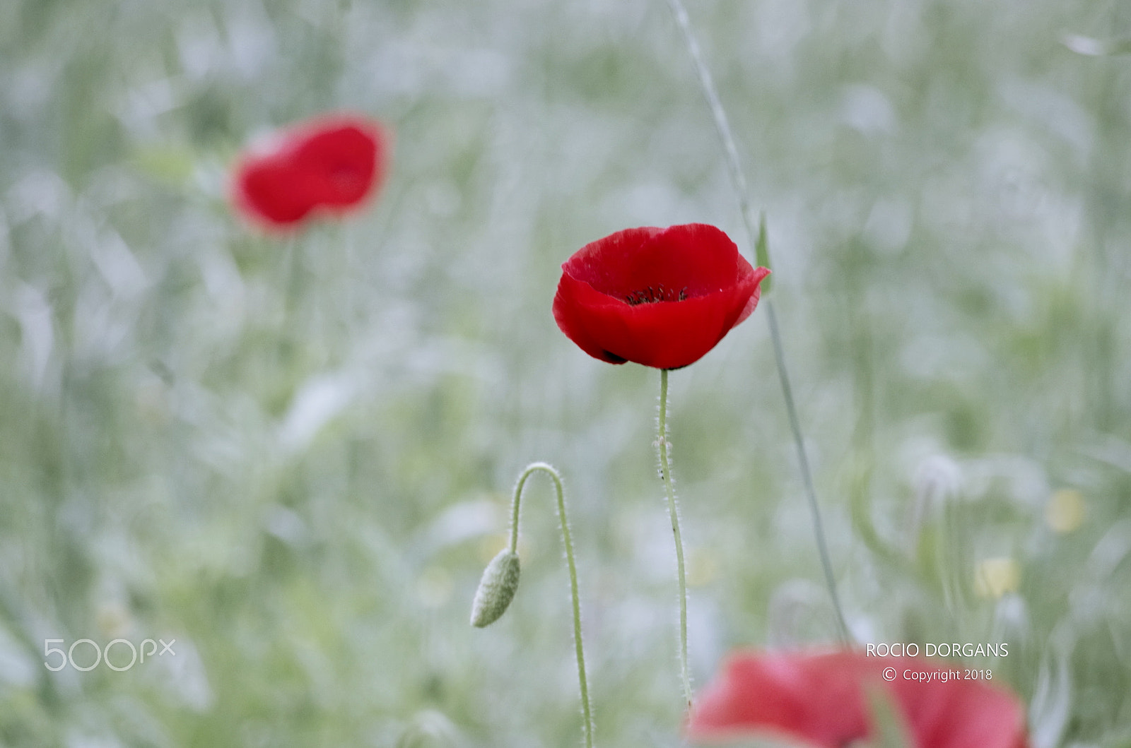 smc PENTAX-DA L 50-200mm F4-5.6 ED sample photo. Cocolico photography