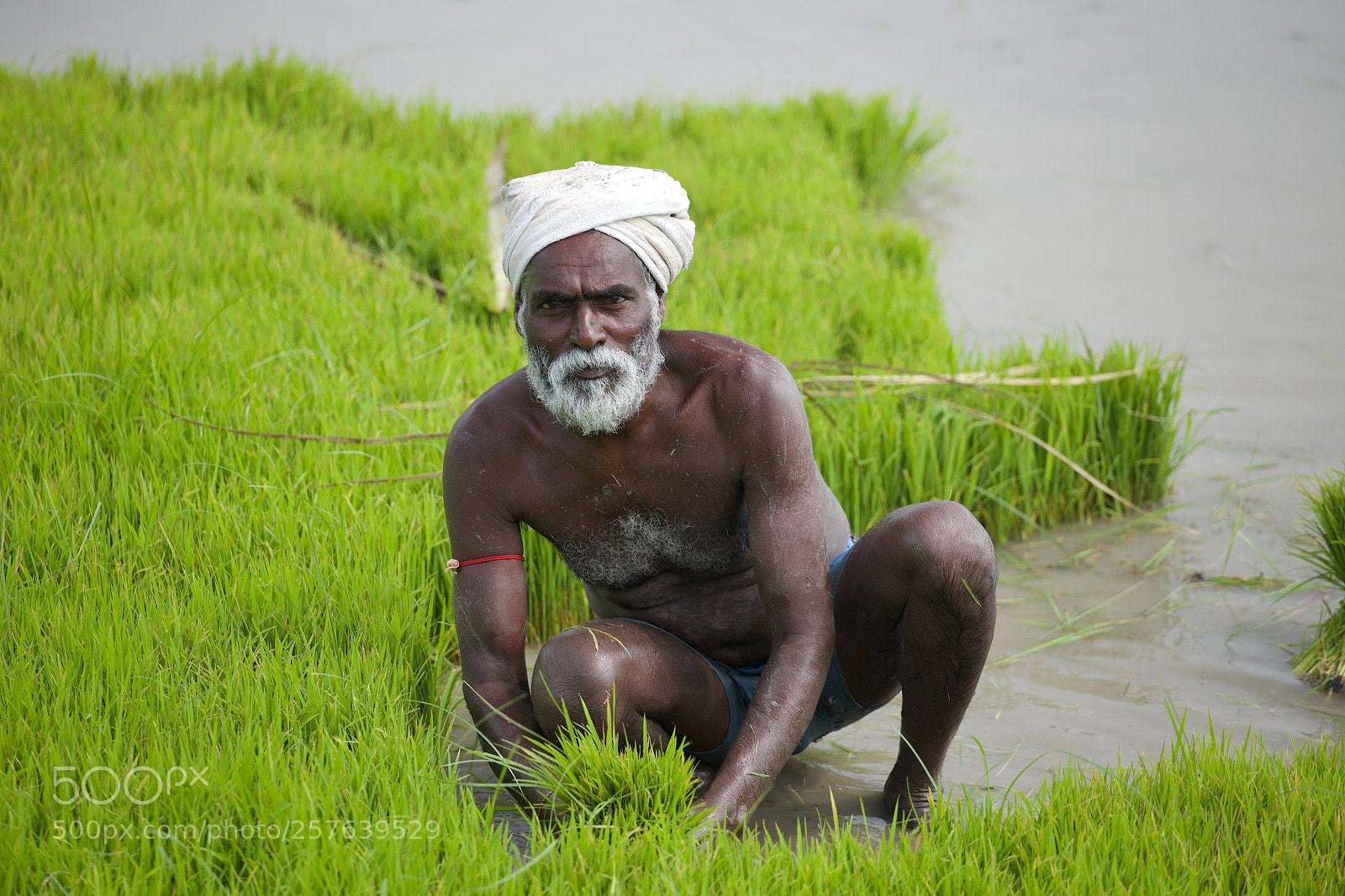 Canon EOS 6D sample photo. Rice farmer photography