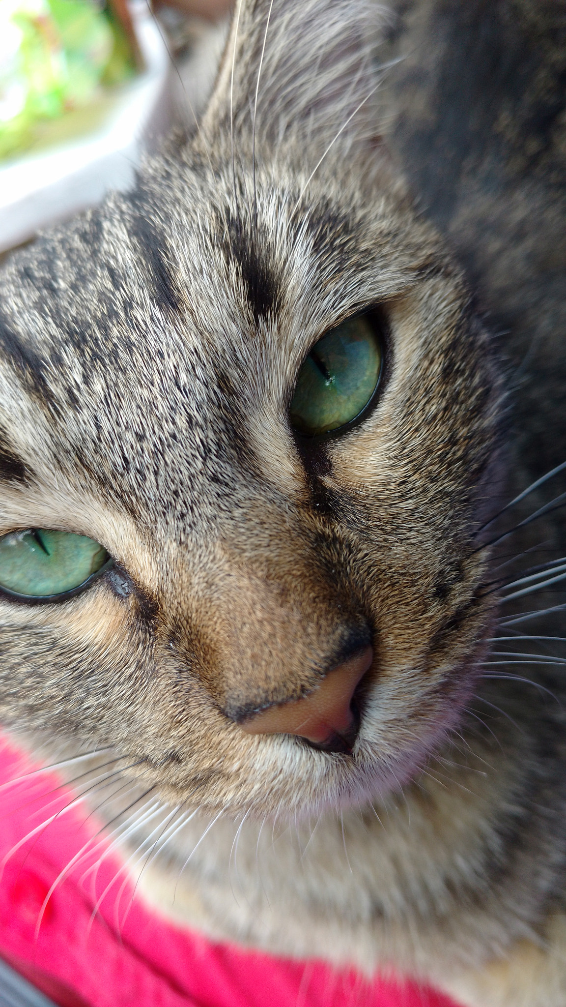 Motorola Moto X Play sample photo. Dominica #gatos photography