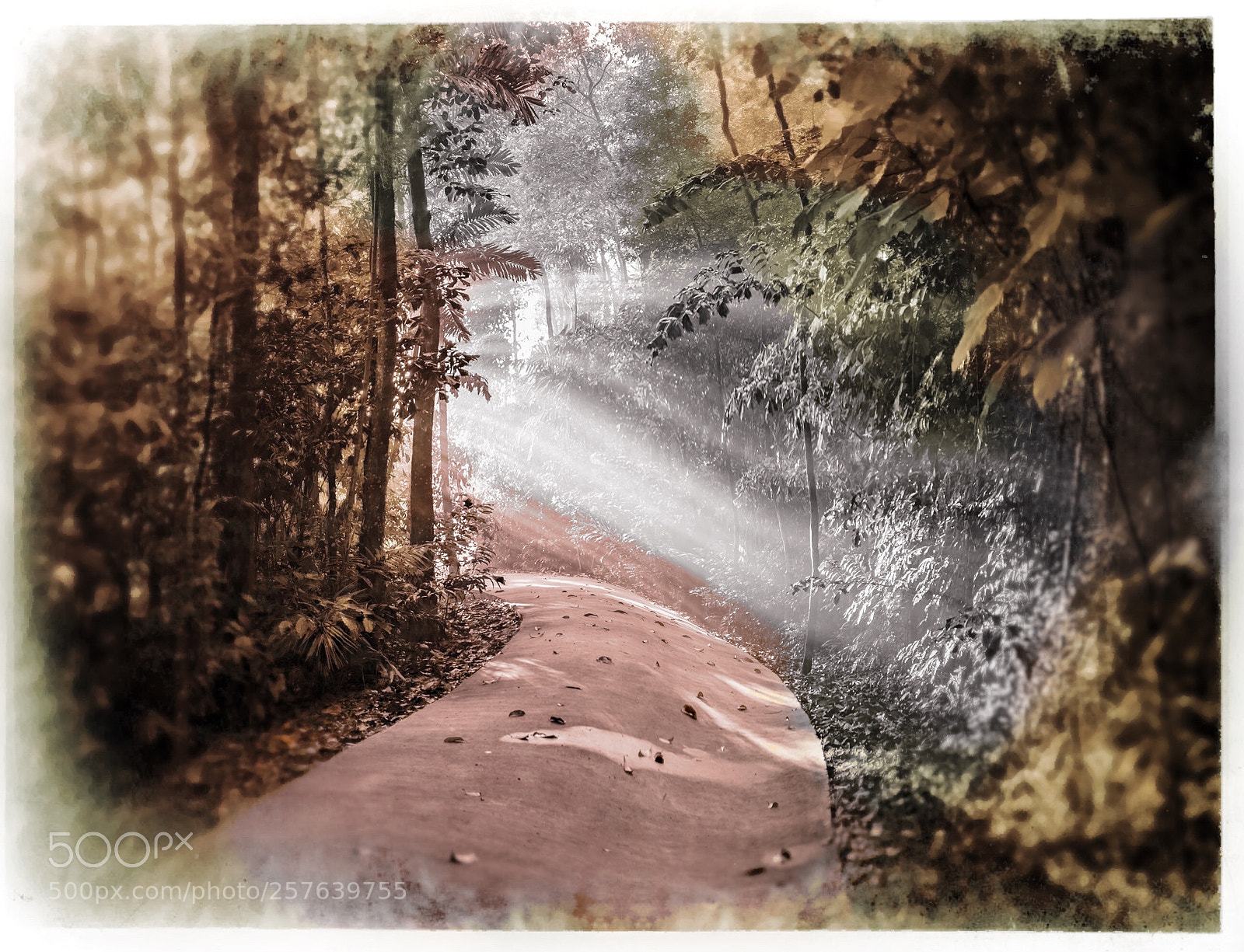 Nikon D850 sample photo. Park  photography