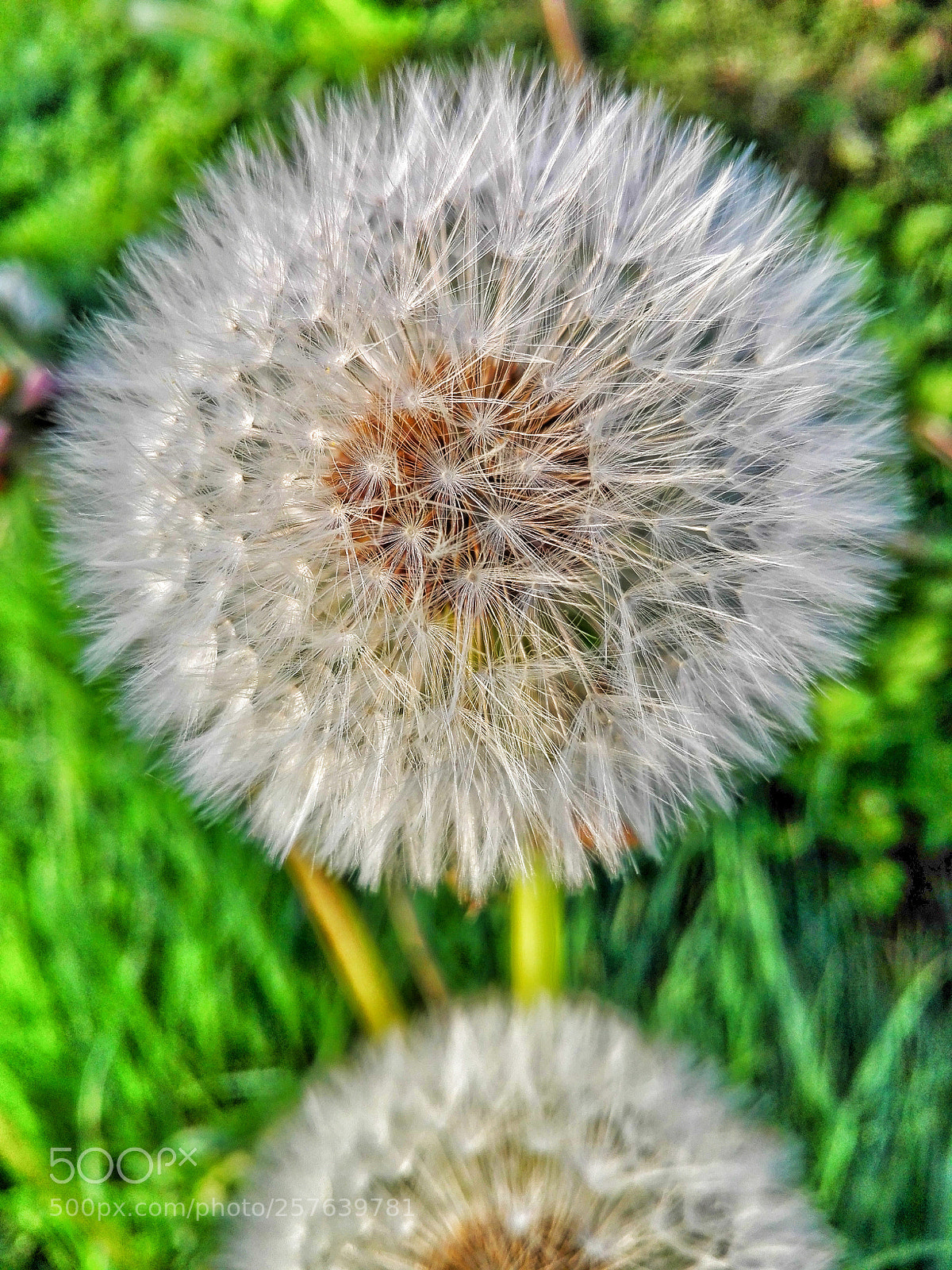 HUAWEI P8 Lite sample photo. Twinkle... photography