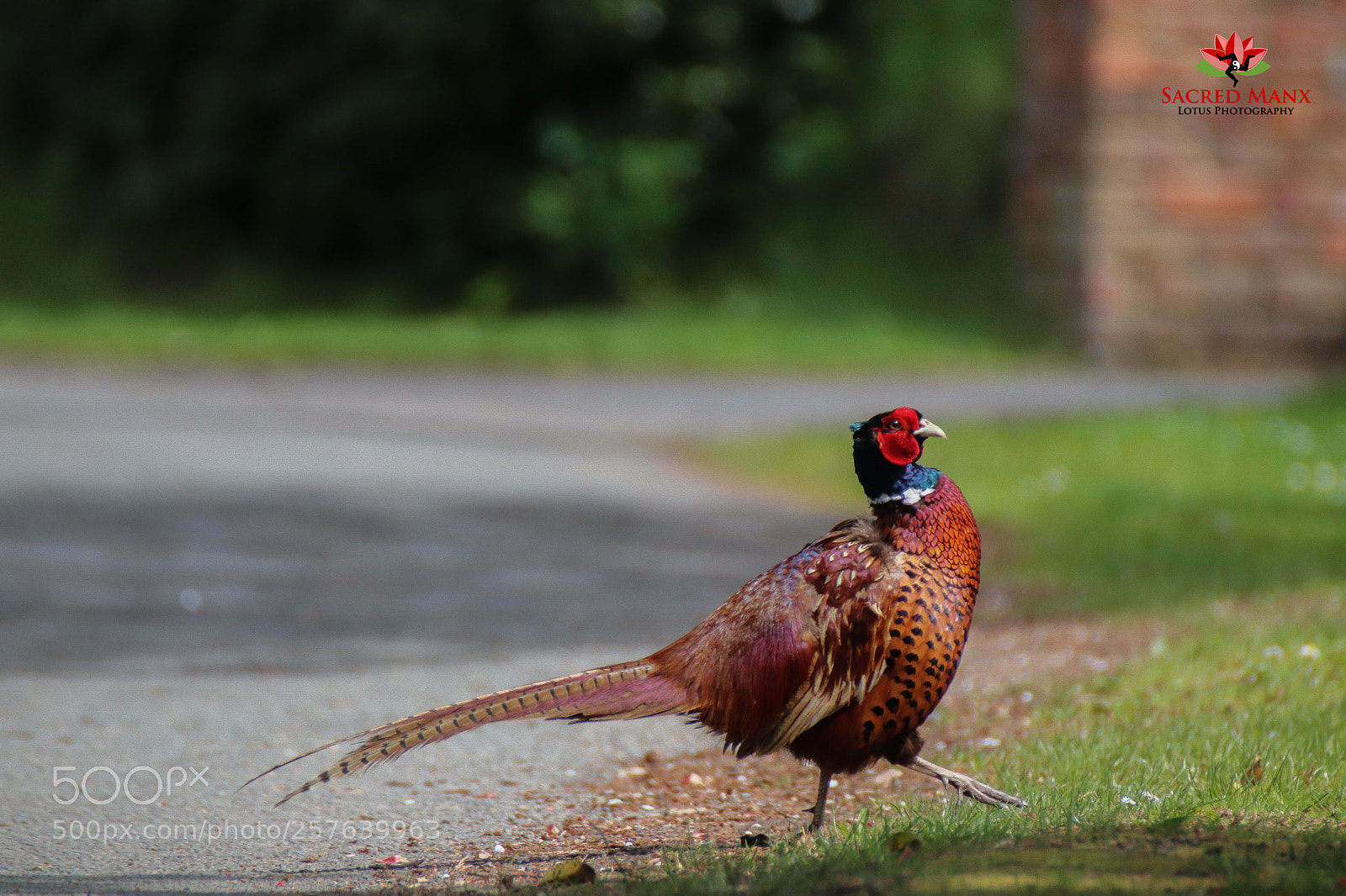 Canon EOS 77D (EOS 9000D / EOS 770D) sample photo. Country pheasant photography