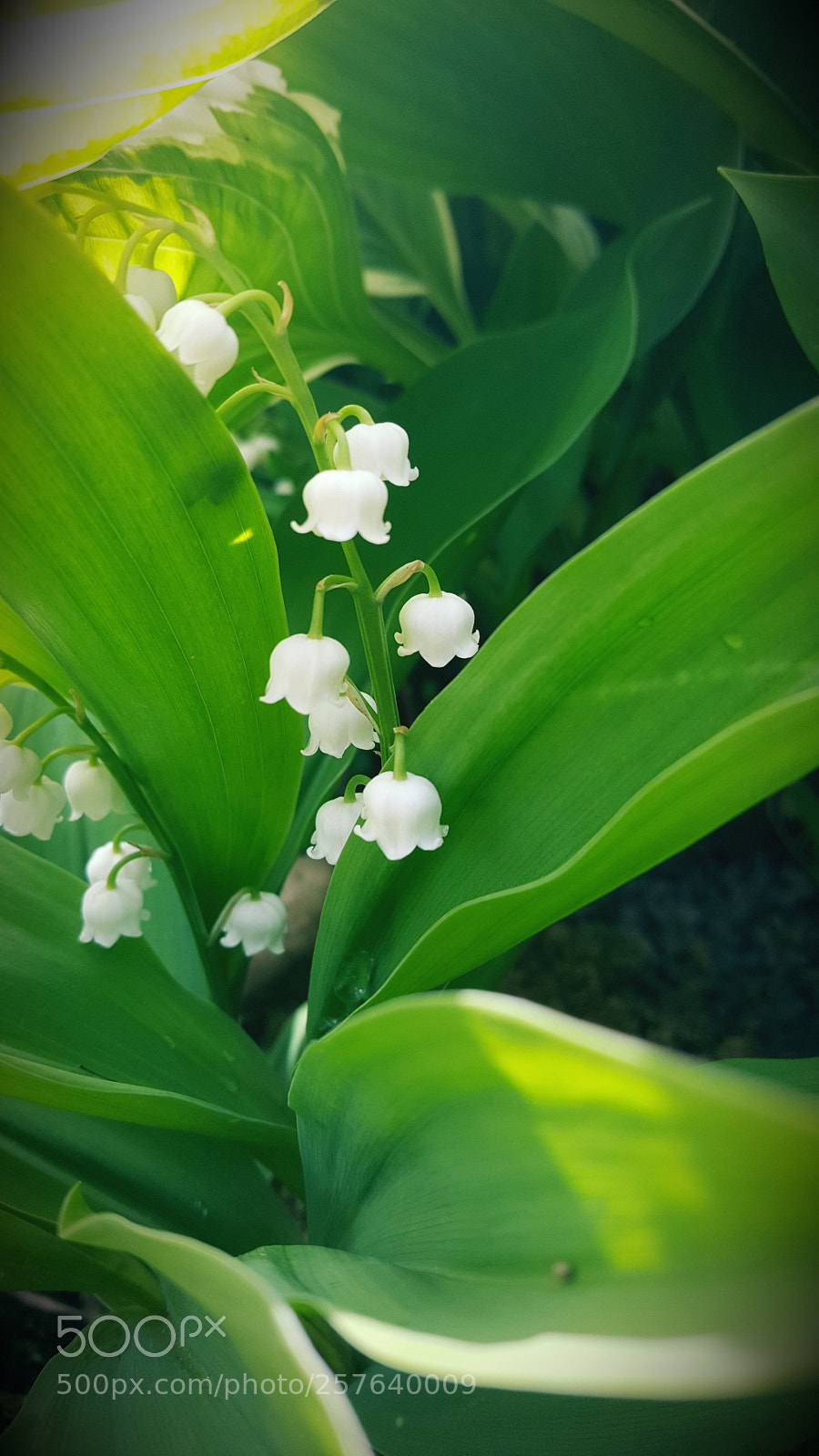 Samsung Galaxy S6 sample photo. Lily of the valley photography