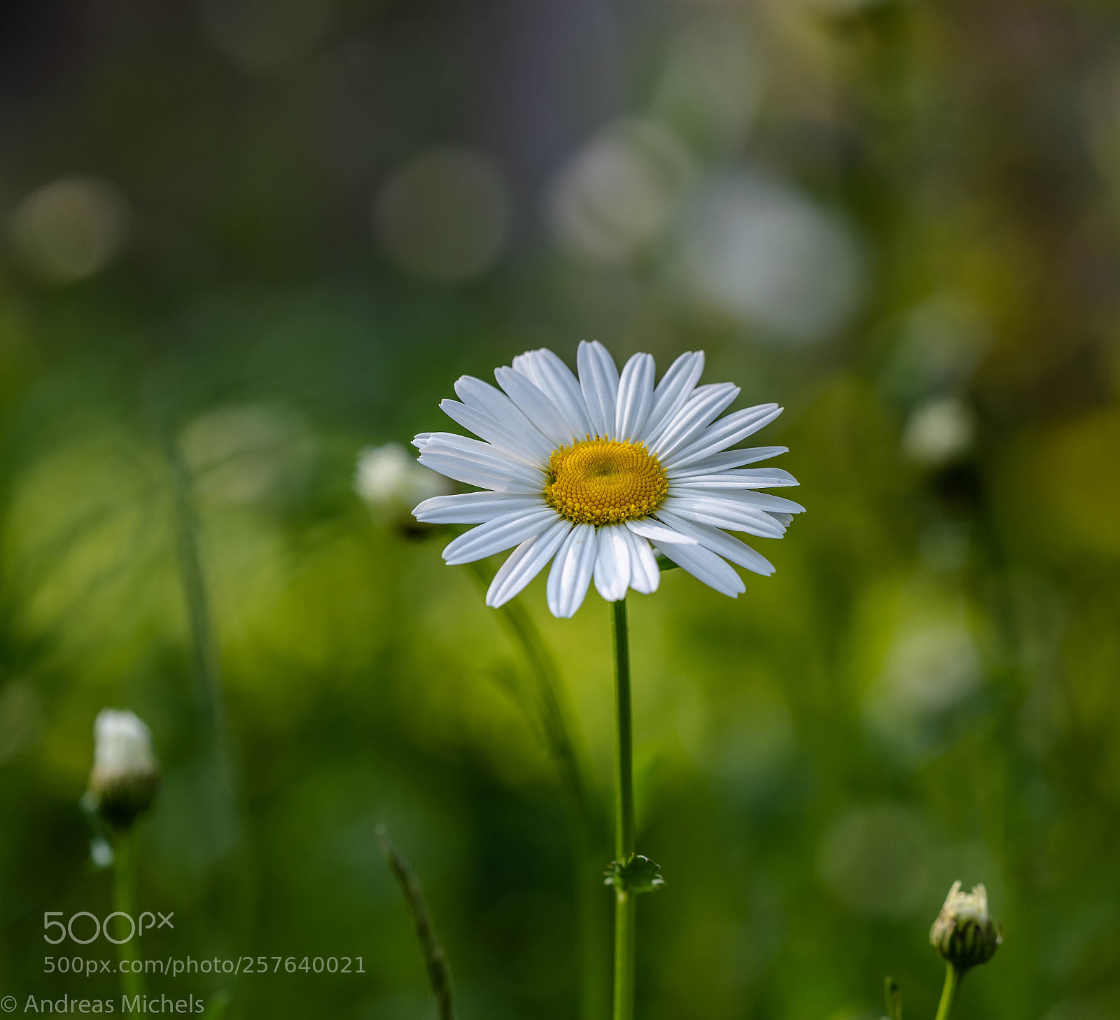 Nikon D850 sample photo. In our garden. photography