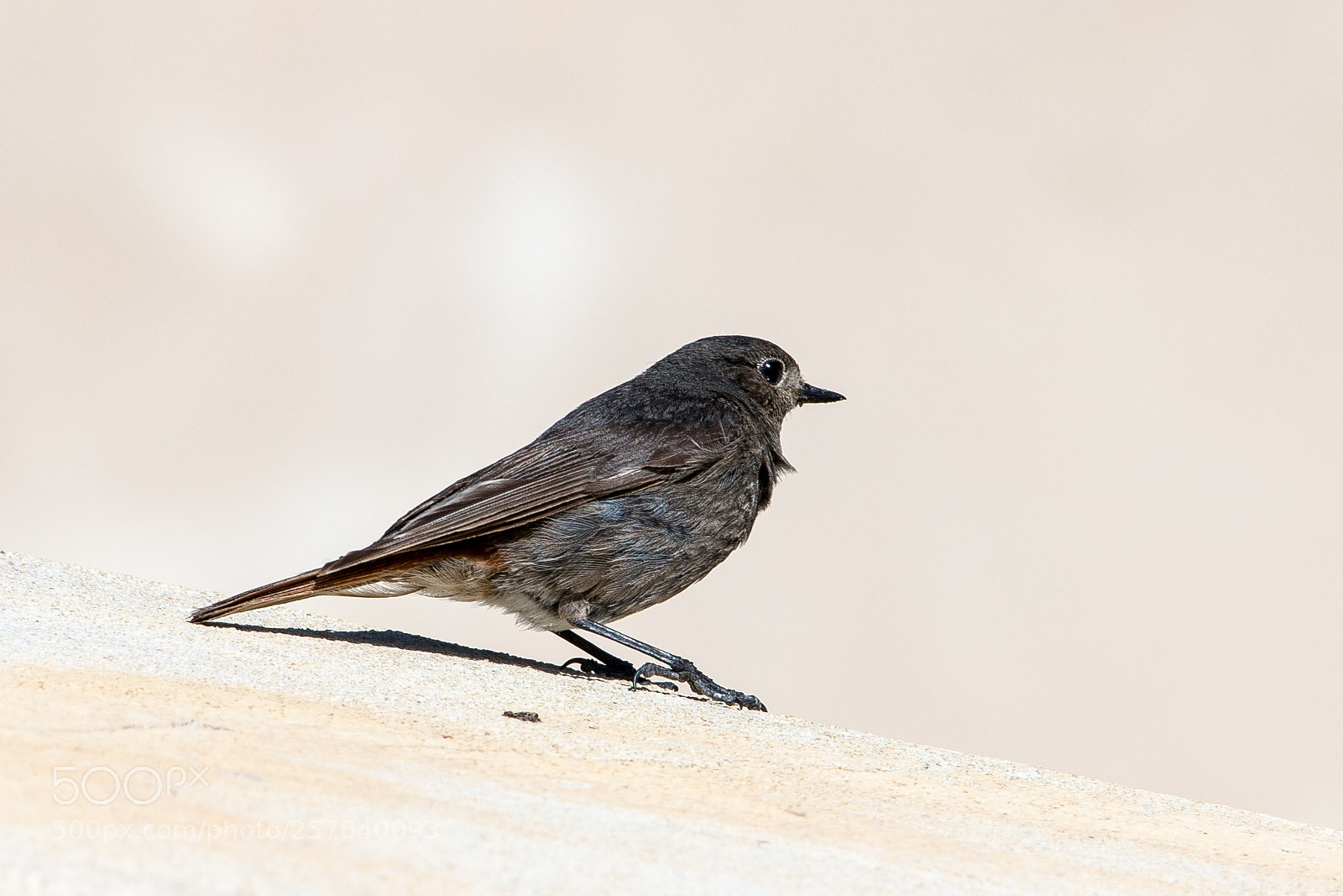 Canon EOS 70D sample photo. Bird photography