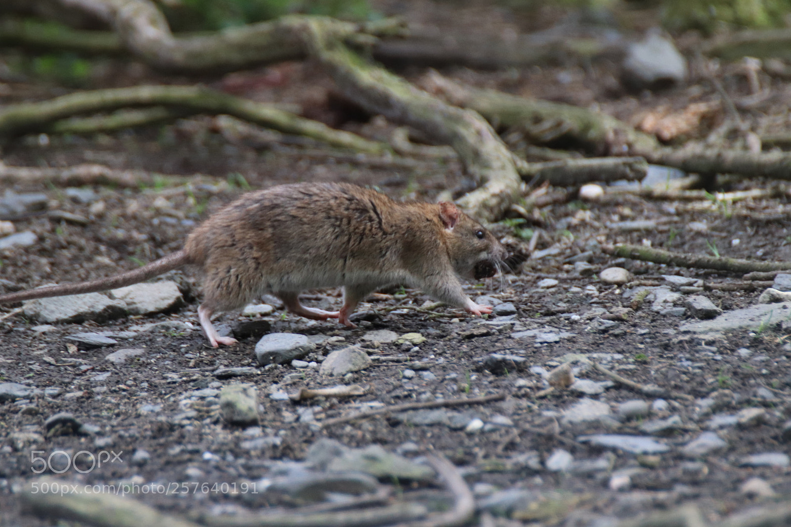 Canon EOS 77D (EOS 9000D / EOS 770D) sample photo. Long tail photography