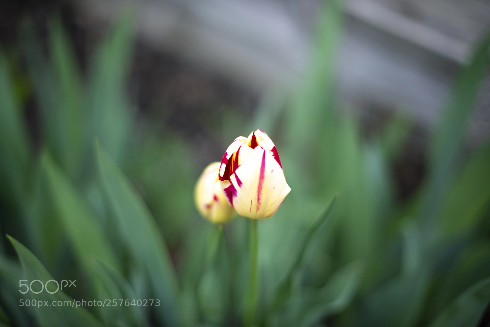 Nikon D610 sample photo. Tulip photography