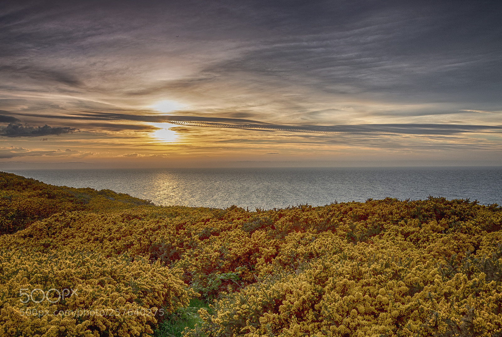 Canon EOS 6D sample photo. Cummingston gorse photography