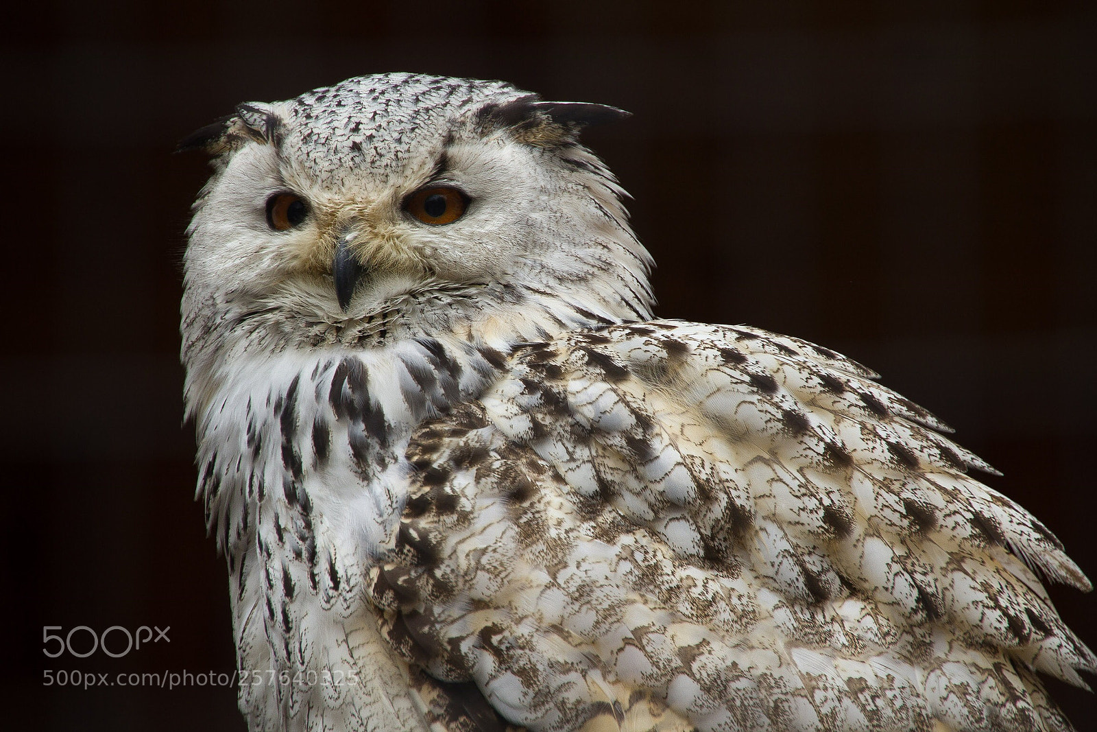 Canon EOS 550D (EOS Rebel T2i / EOS Kiss X4) sample photo. Owl photography