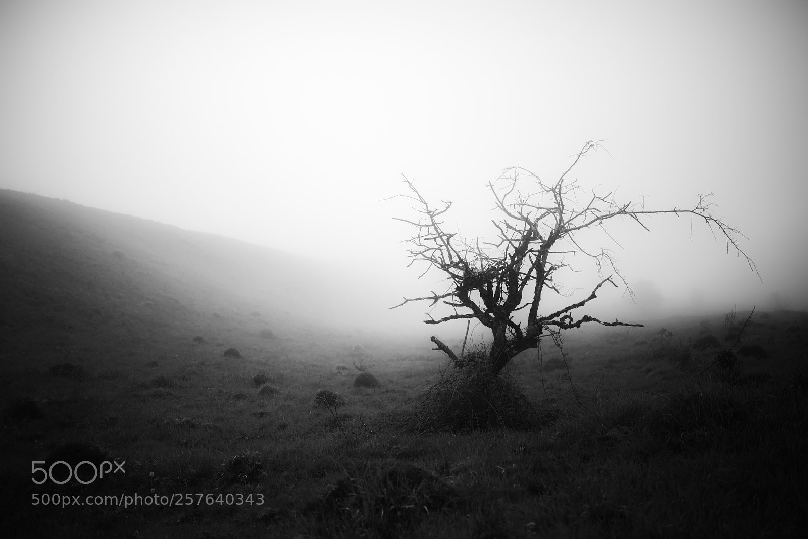 Nikon D810 sample photo. The mist ii photography