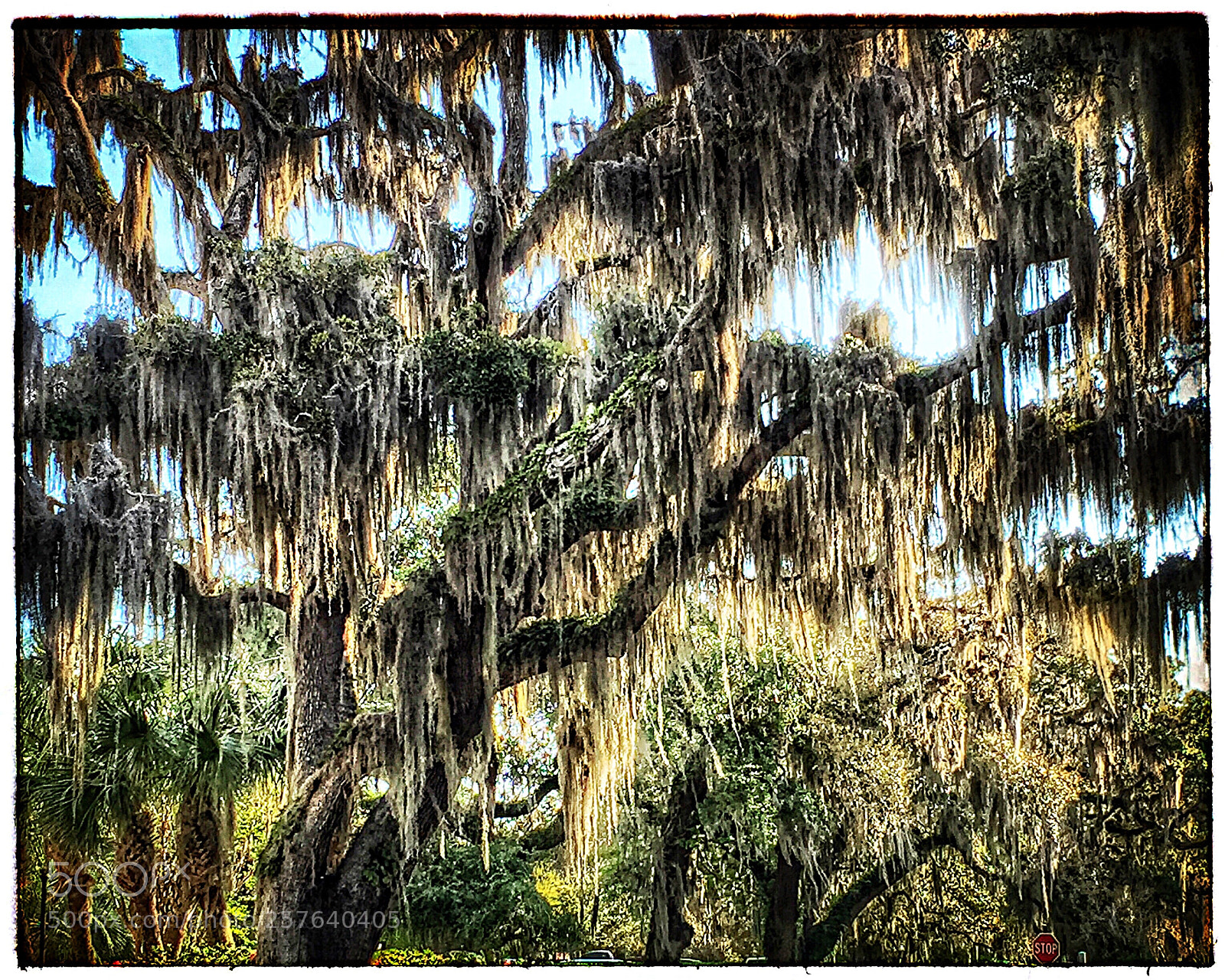 Apple iPhone 6 sample photo. Spanish moss photography