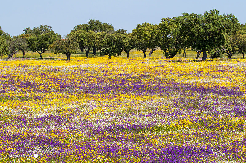 Canon EOS 5D sample photo. Springtime in south portugal photography