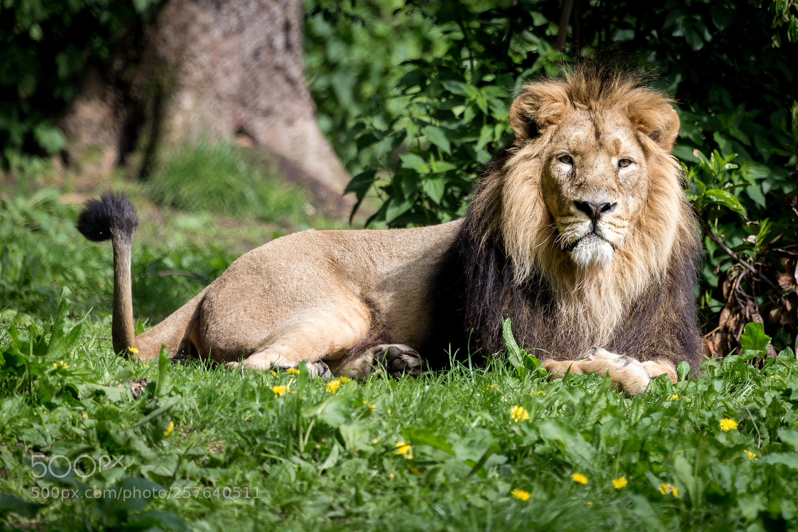 Canon EOS 6D sample photo. Male lion n the photography