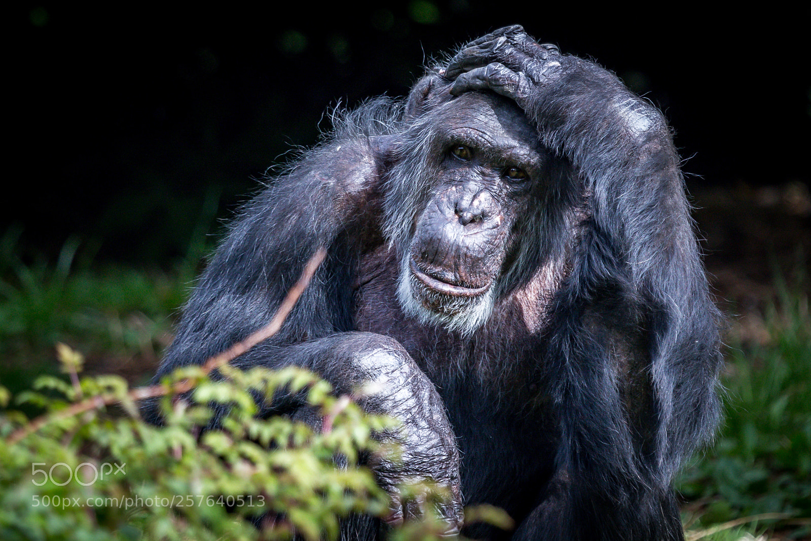 Canon EOS 6D sample photo. Chimpanzee having a bad photography