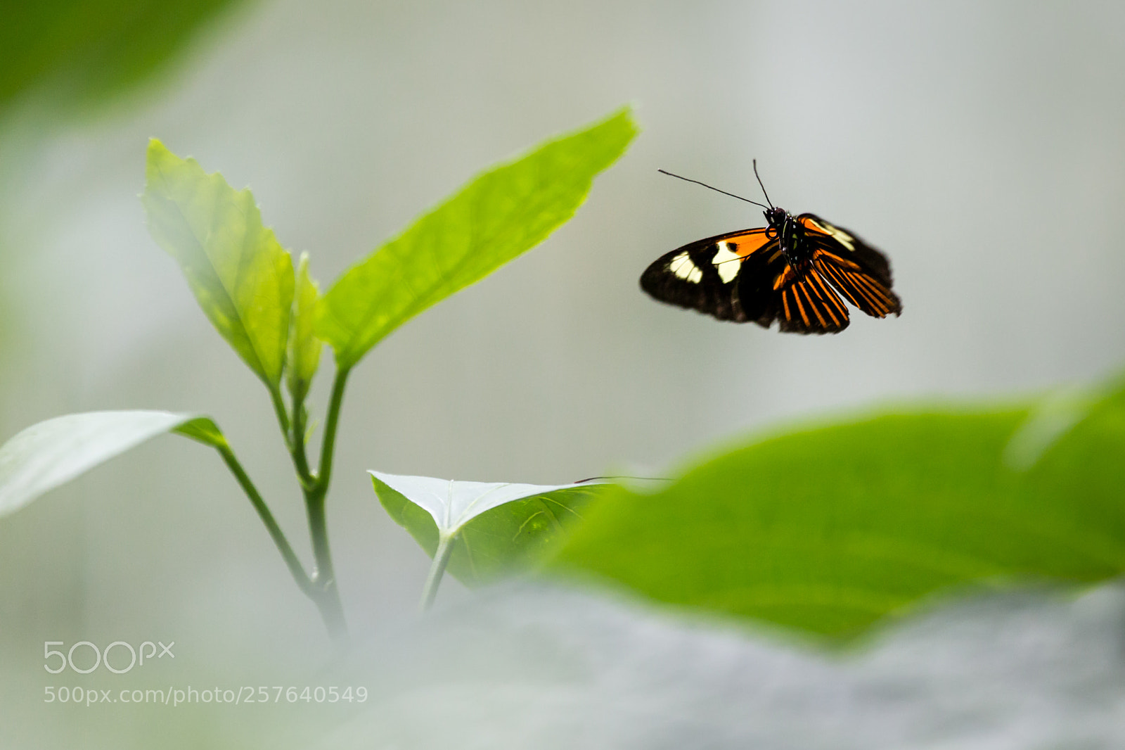 Canon EOS 6D sample photo. Butterfly inflight photography