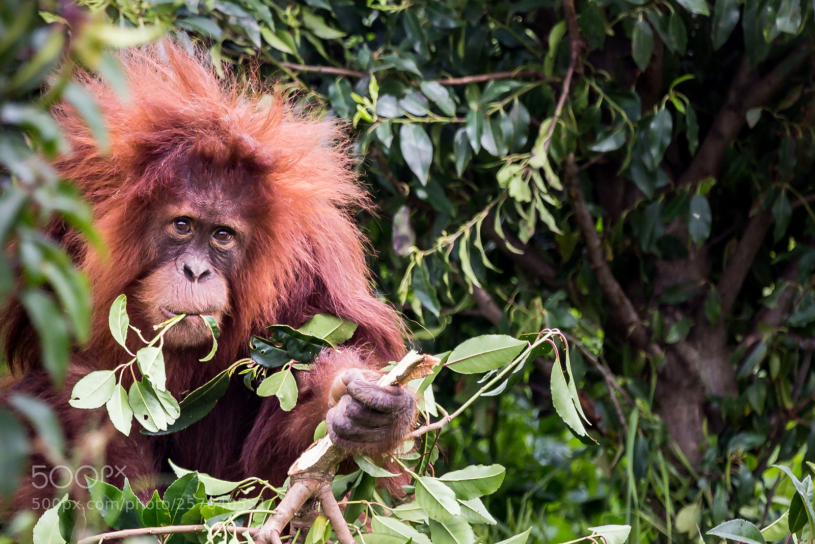 Canon EOS 6D sample photo. Young orangutan photography