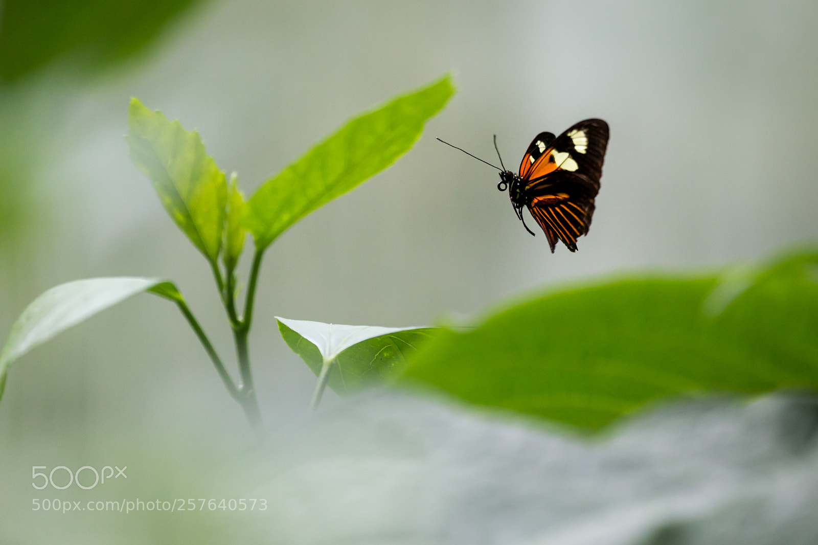 Canon EOS 6D sample photo. Butterfly inflight photography