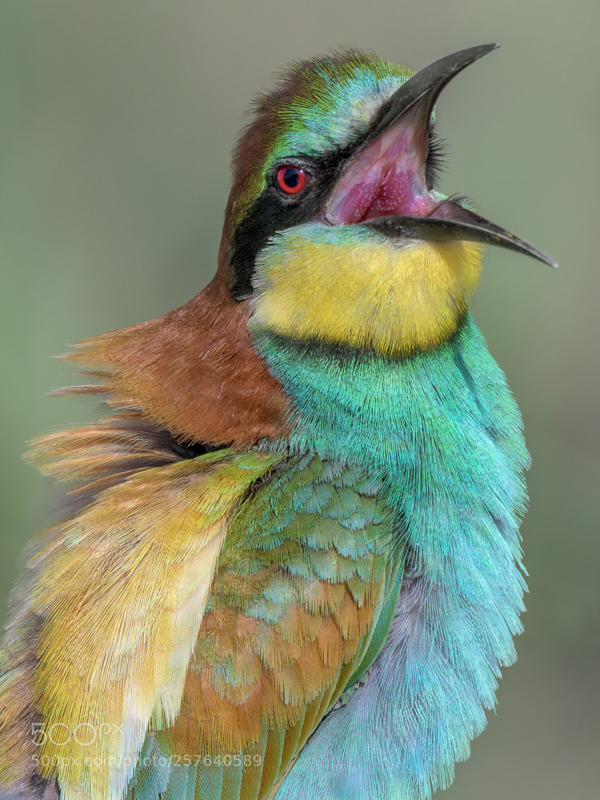 Nikon D500 sample photo. Gruccione photography