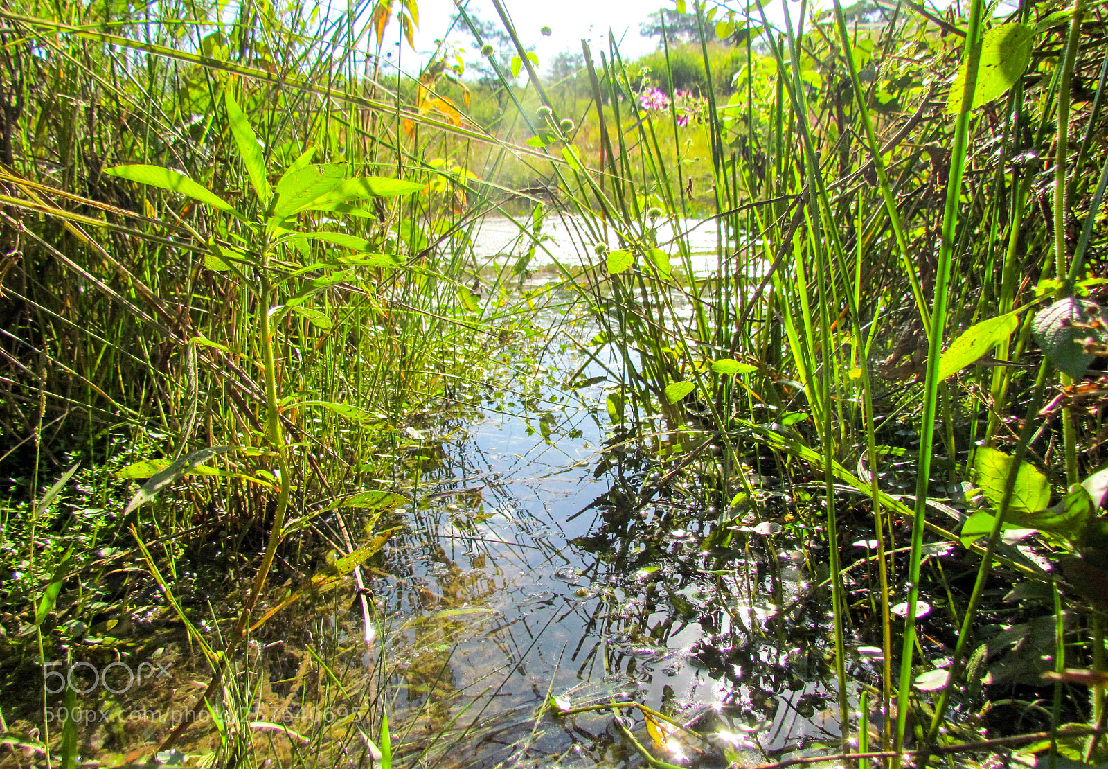 Canon PowerShot SX30 IS sample photo. Natural pool photography