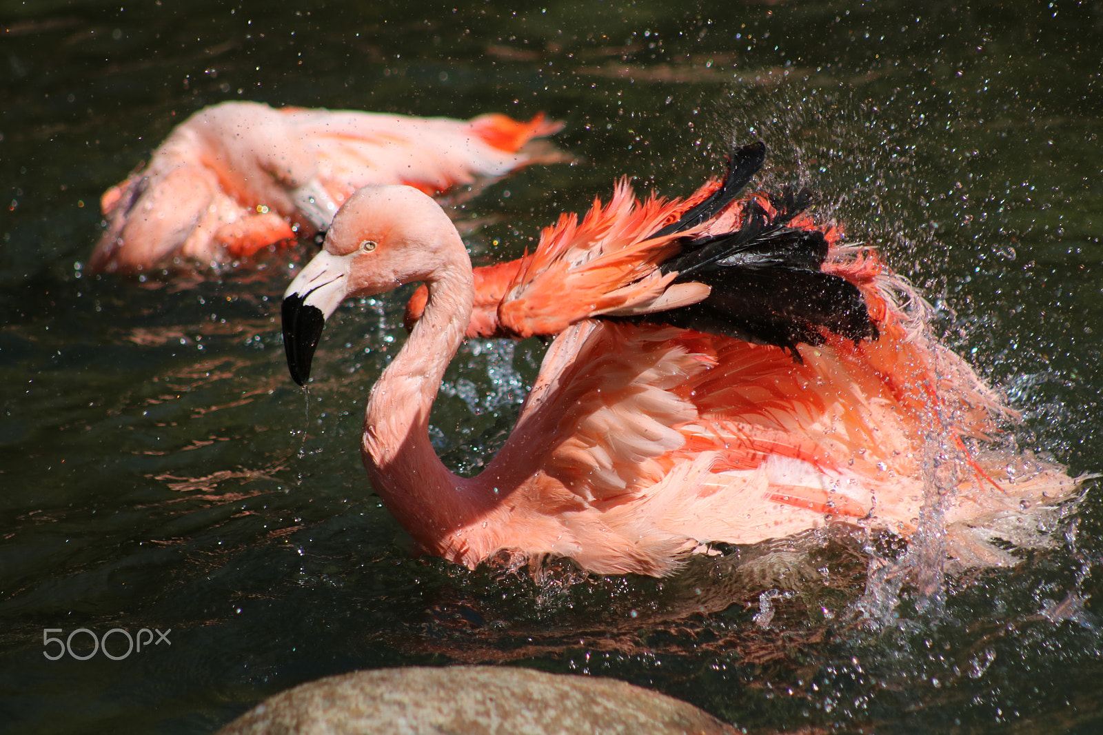 Canon EF 75-300mm f/4-5.6 USM sample photo. Splash bath 9022 photography