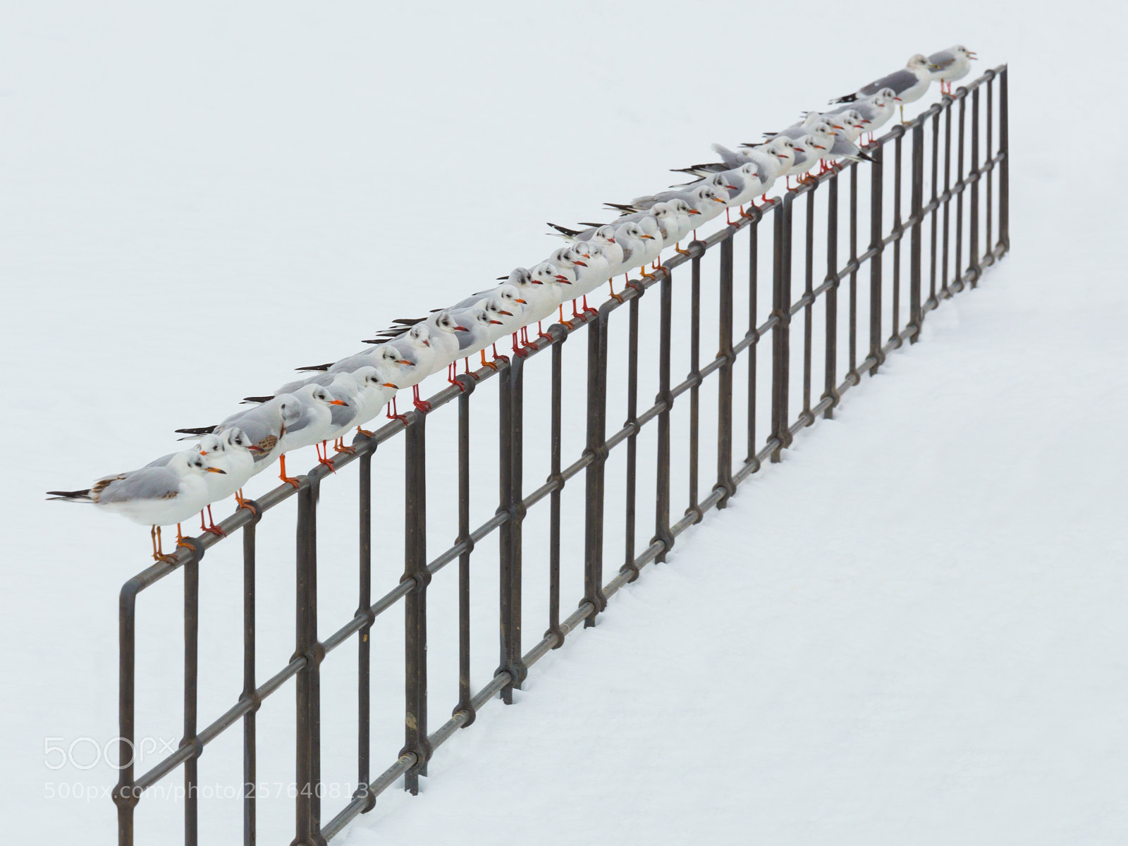 Canon EOS 6D sample photo. Seaguls in a line photography