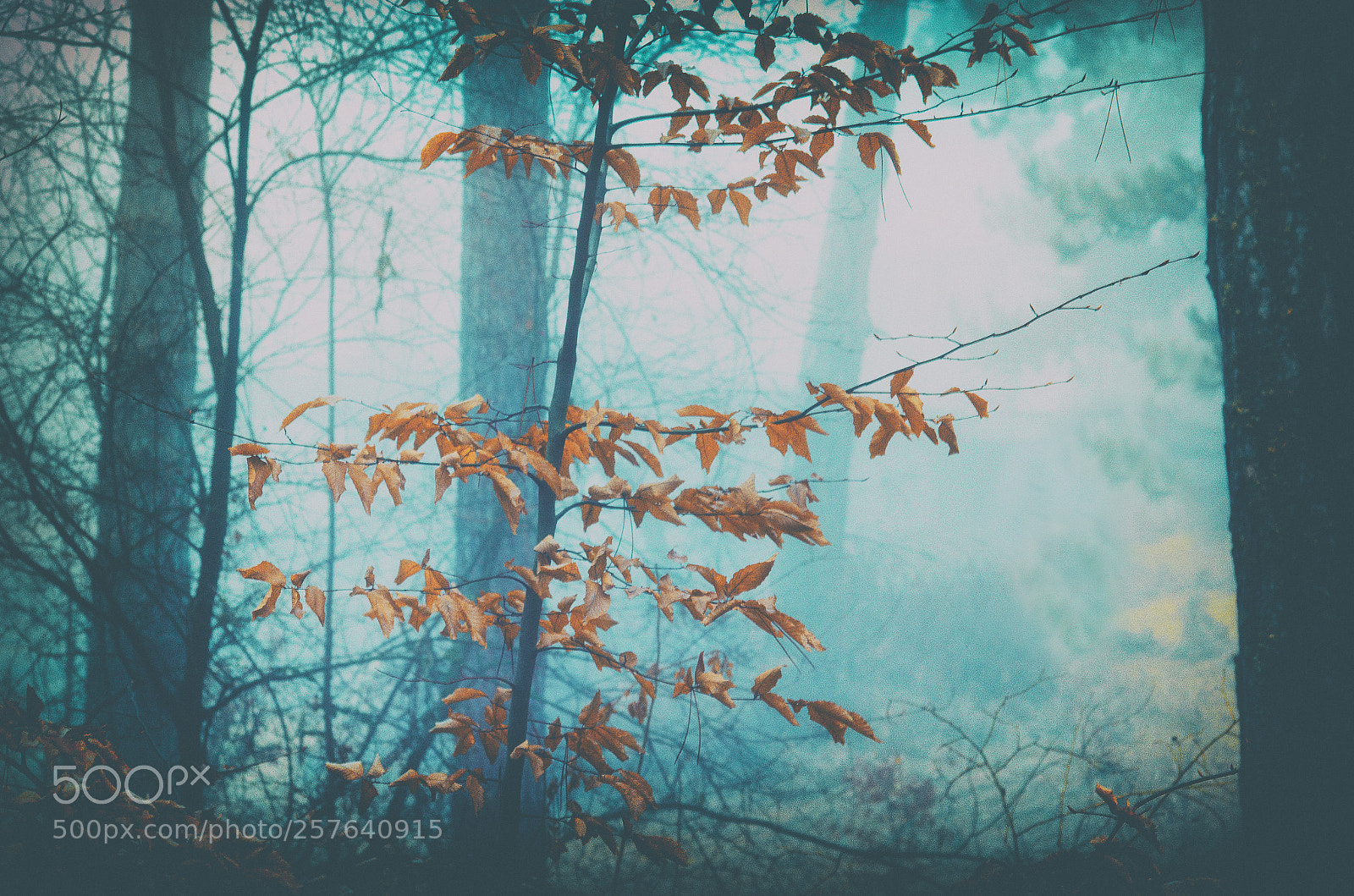 Nikon D5100 sample photo. Foggy photography