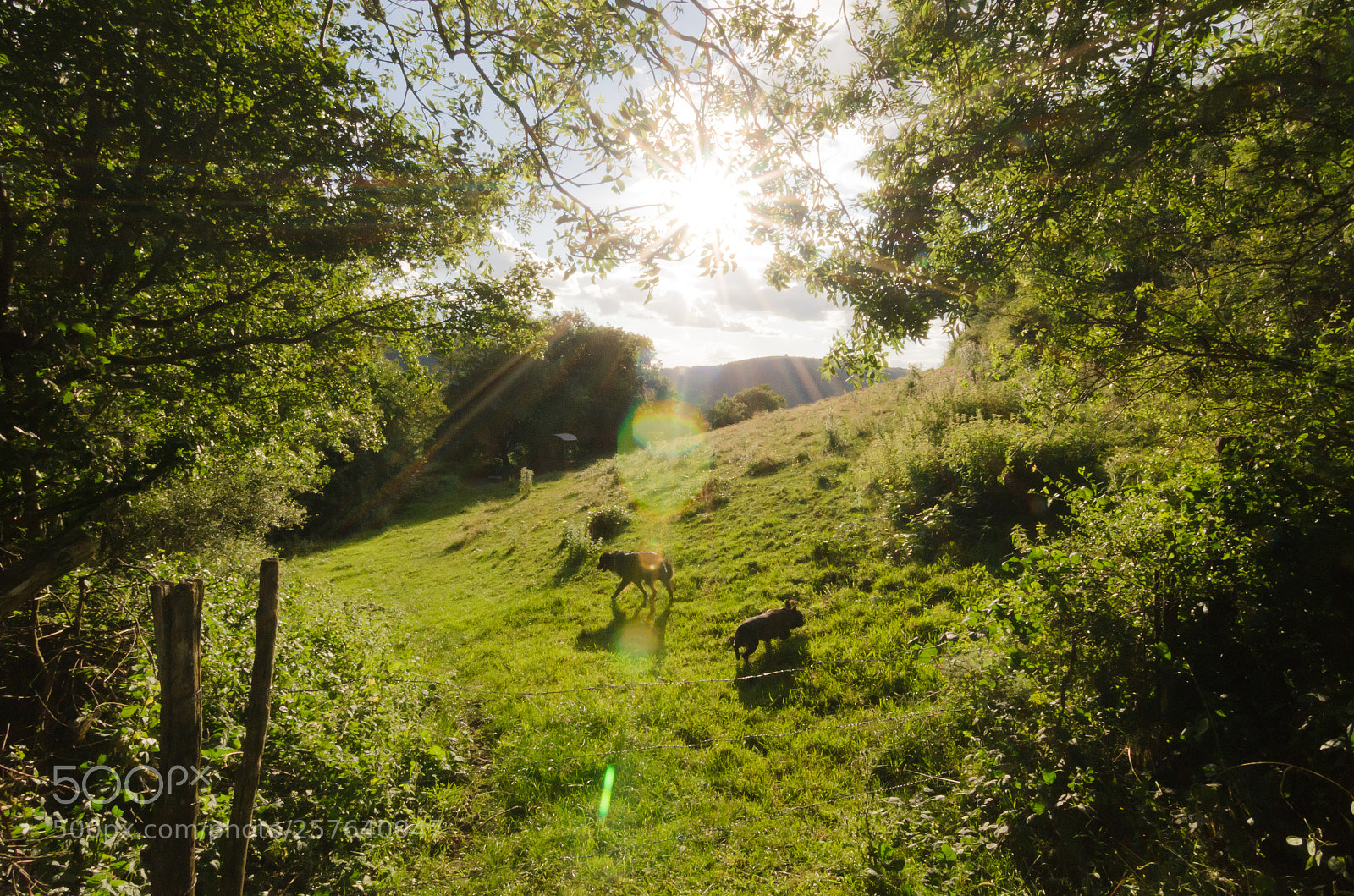 Nikon D7000 sample photo. Country photography