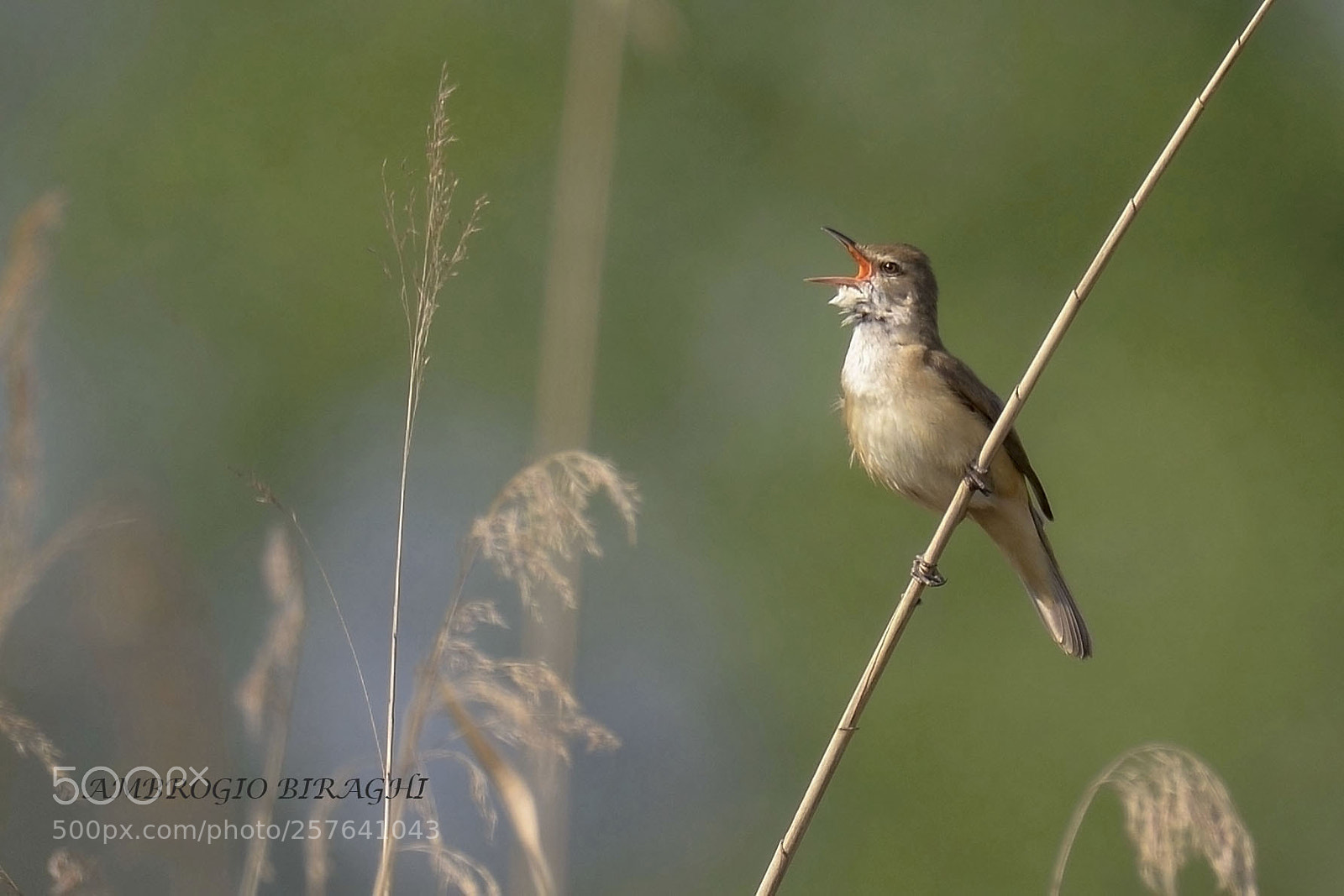 Nikon D610 sample photo. Cannaiola in love photography