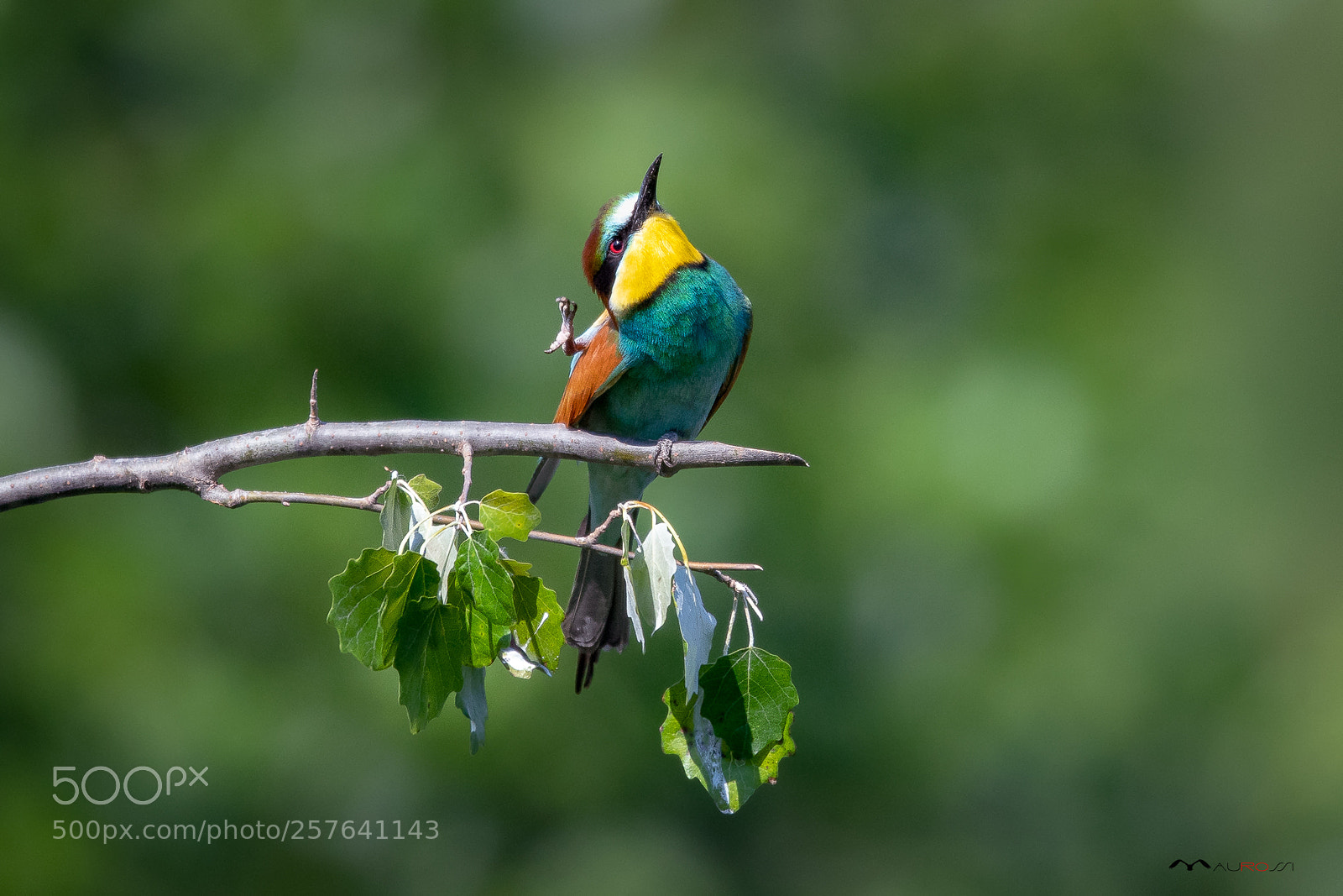 Nikon D5 sample photo. Bee eater - merops photography