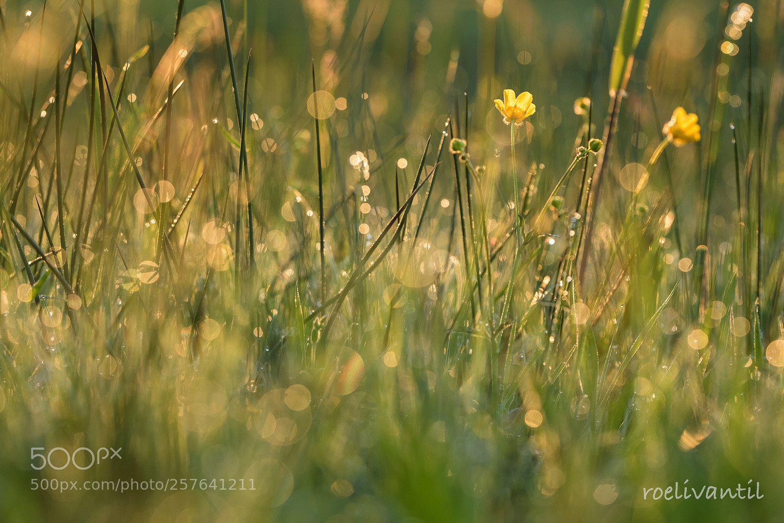 Nikon D750 sample photo. Morning happiness photography
