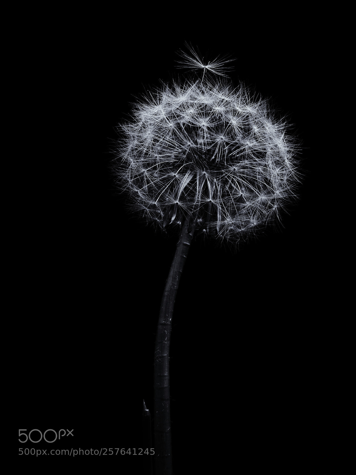 Fujifilm X-Pro2 sample photo. Pustenblume alias dandelion photography