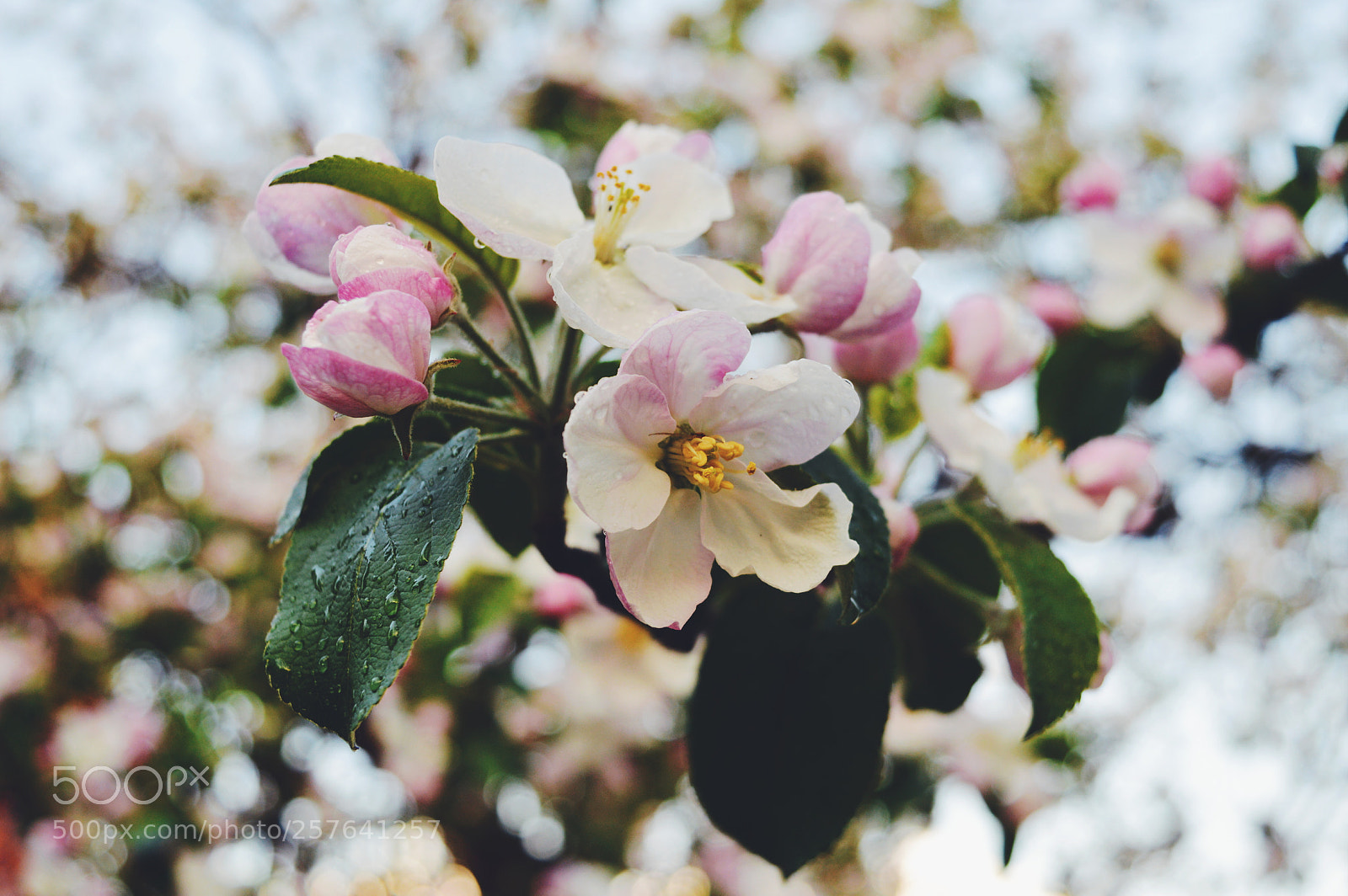 Nikon D3200 sample photo. Untitled photography