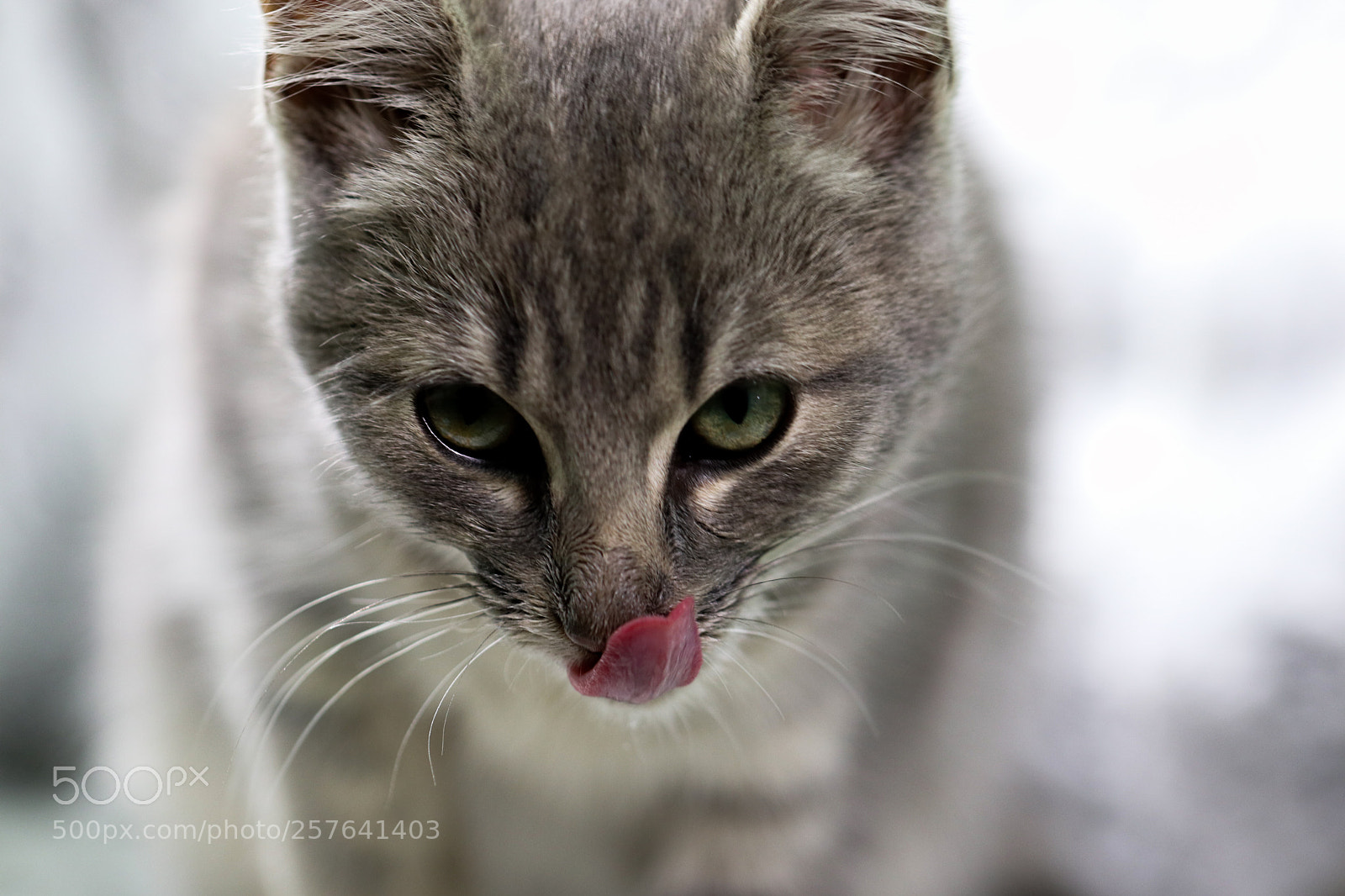 Canon EOS M5 sample photo. Img photography