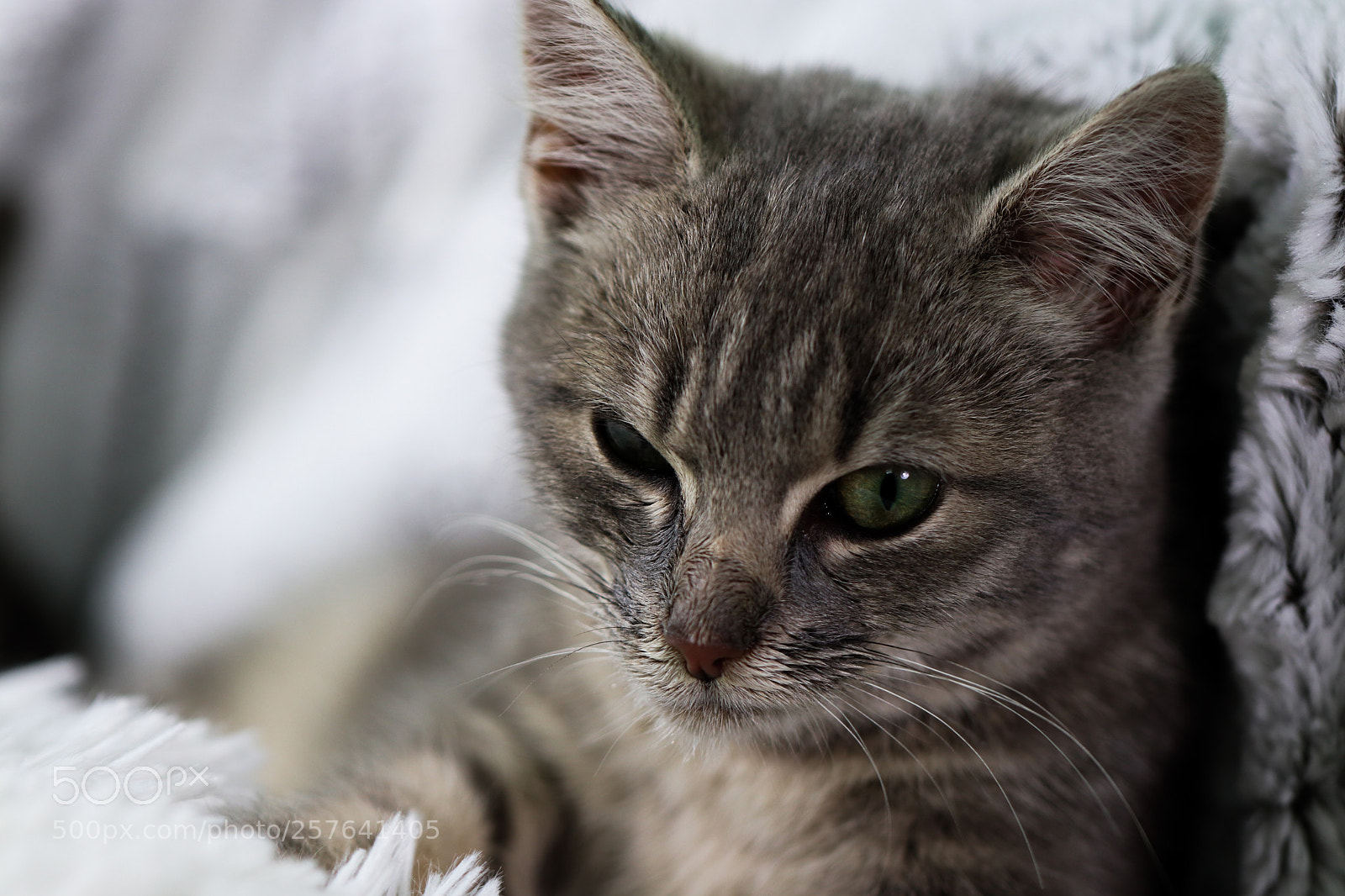 Canon EOS M5 sample photo. Img photography