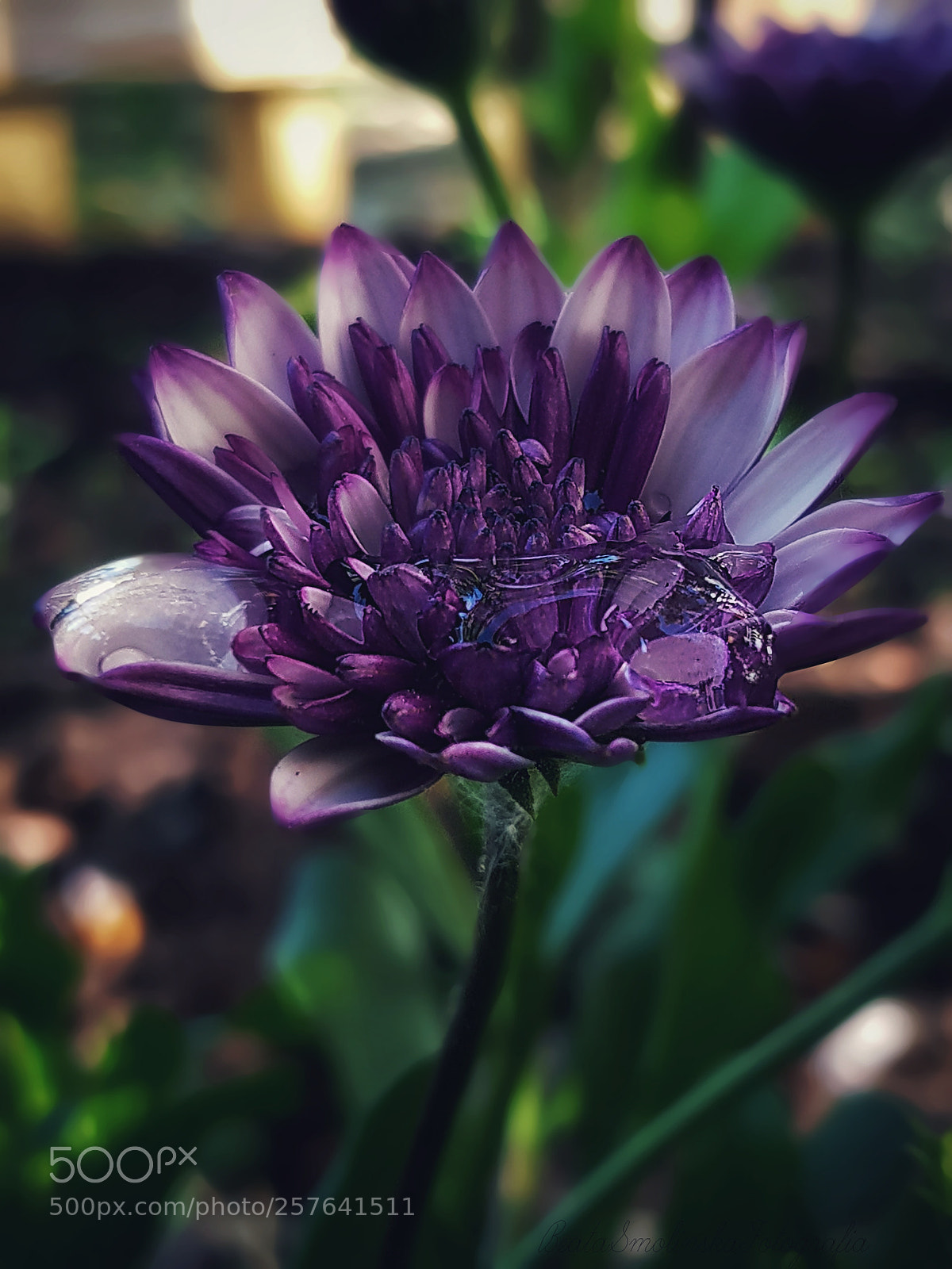 Samsung Galaxy S8 sample photo. Untitled photography