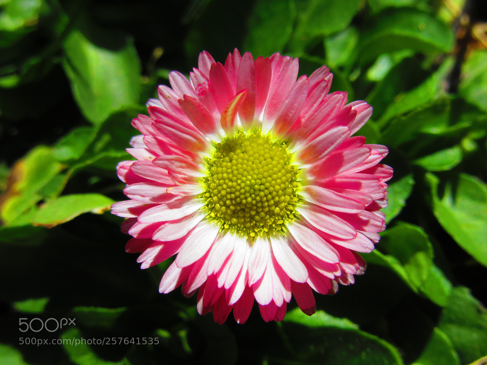 Canon PowerShot SX610 HS sample photo. Pink daisy photography