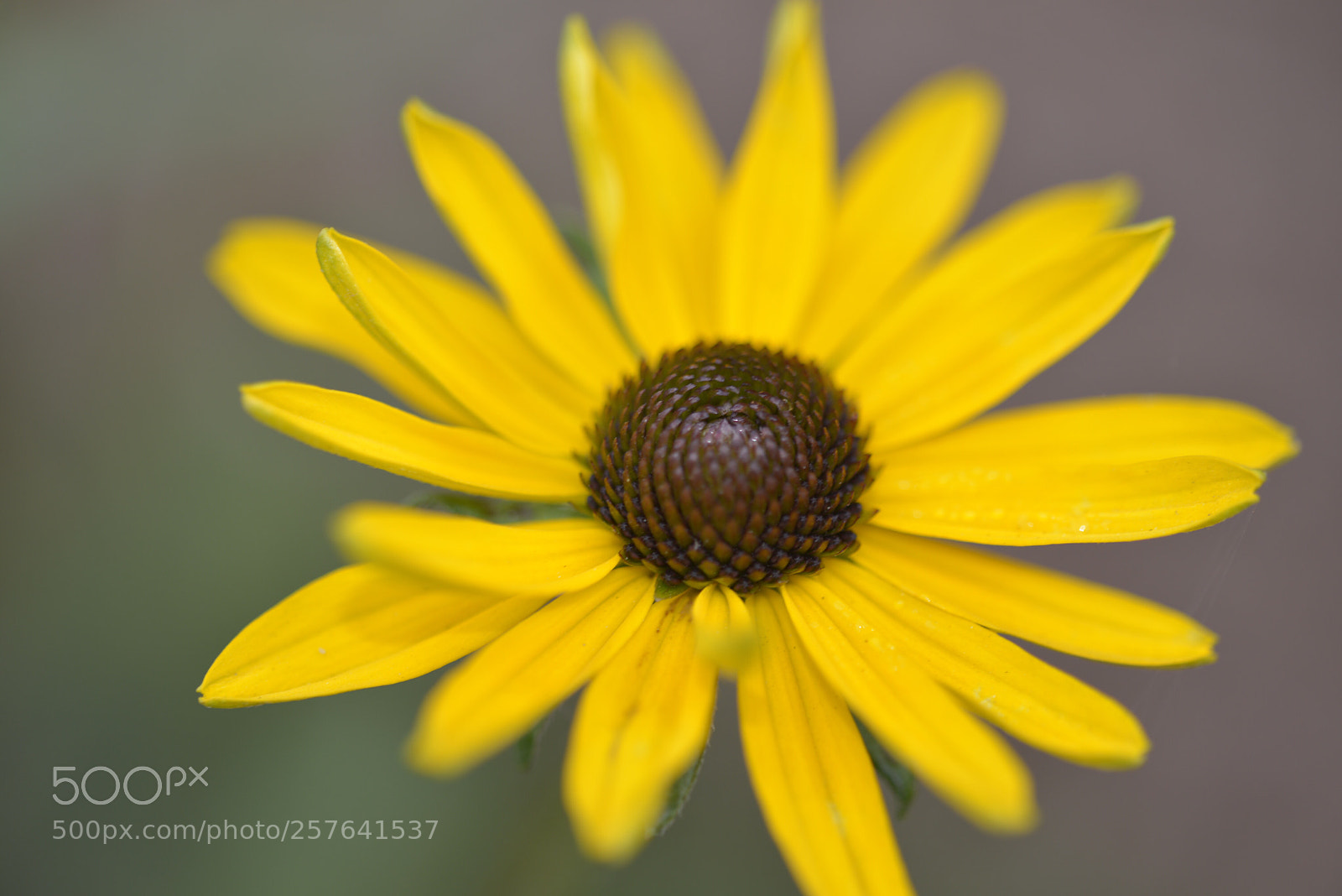 Nikon D600 sample photo. Macro wildflower  photography